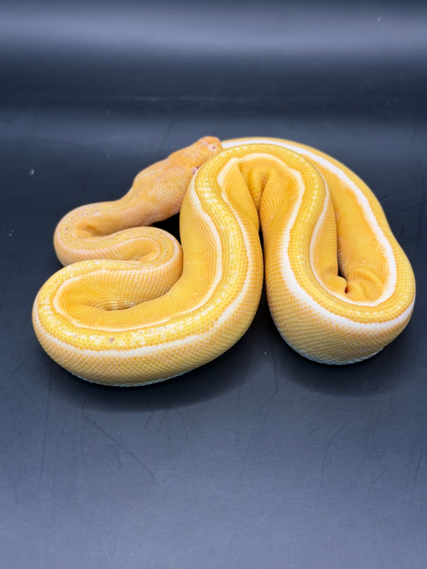 Albino enchi gs het clown macho