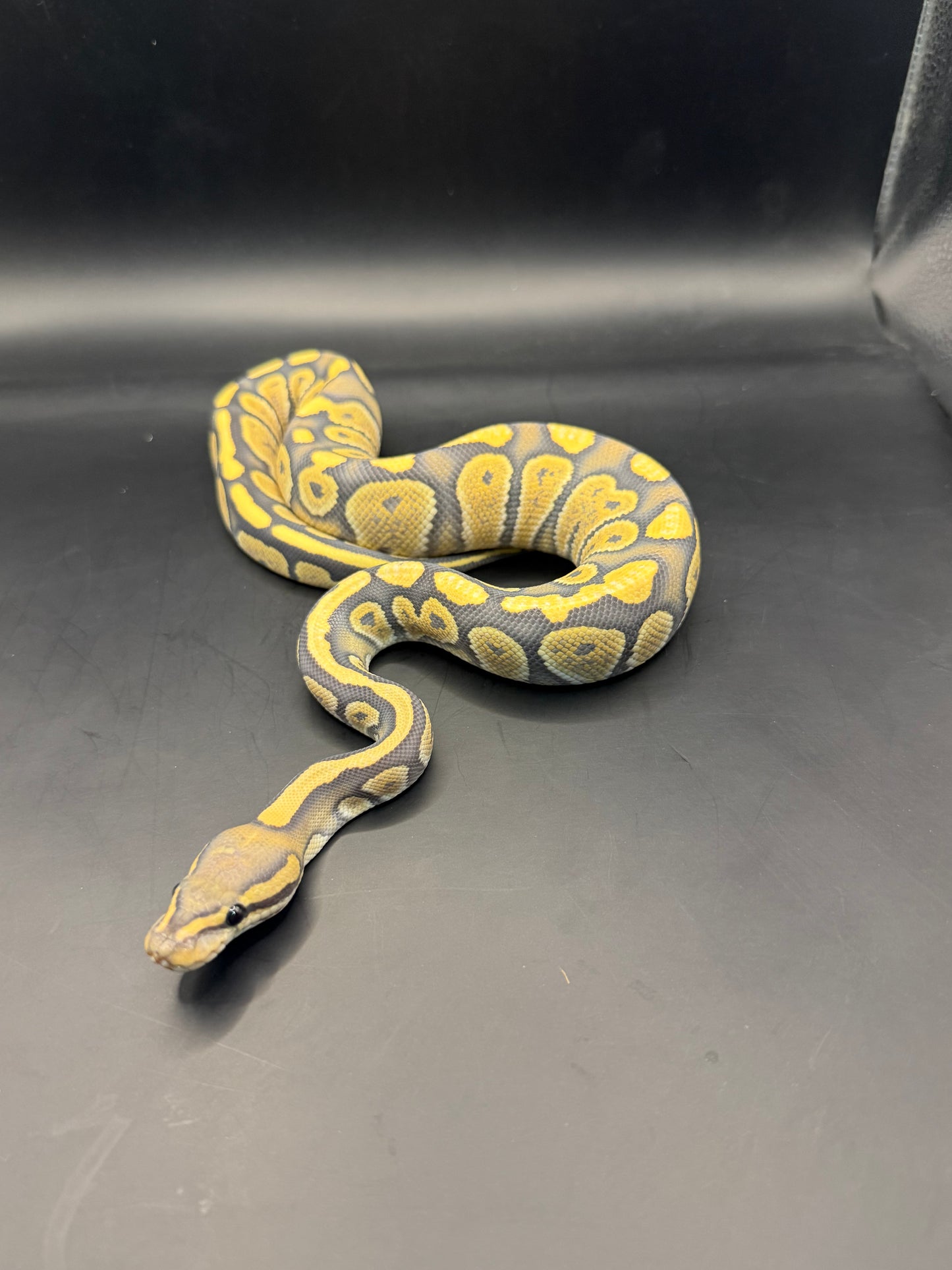 Chocolate dg hypo macho