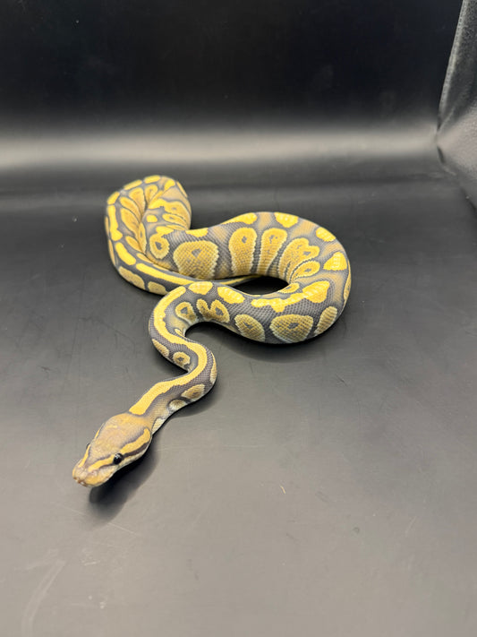 Chocolate dg hypo macho