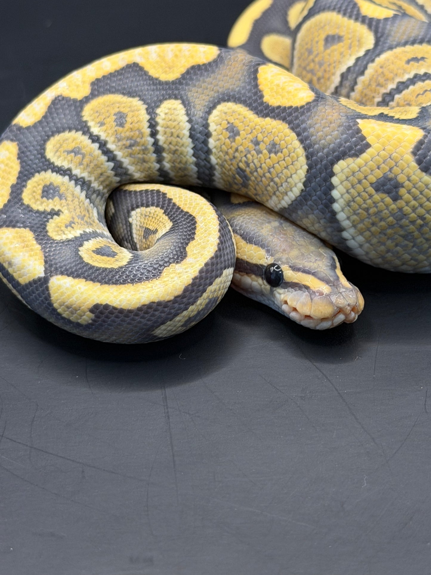 Chocolate dg hypo macho