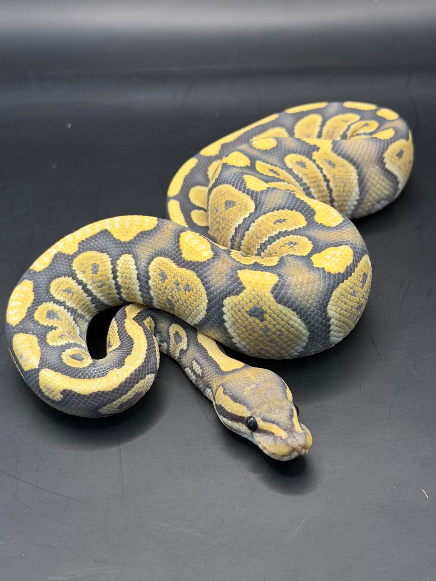 Chocolate dg hypo macho