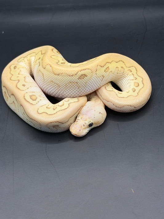 Banana pastel lesser yb clown hembra