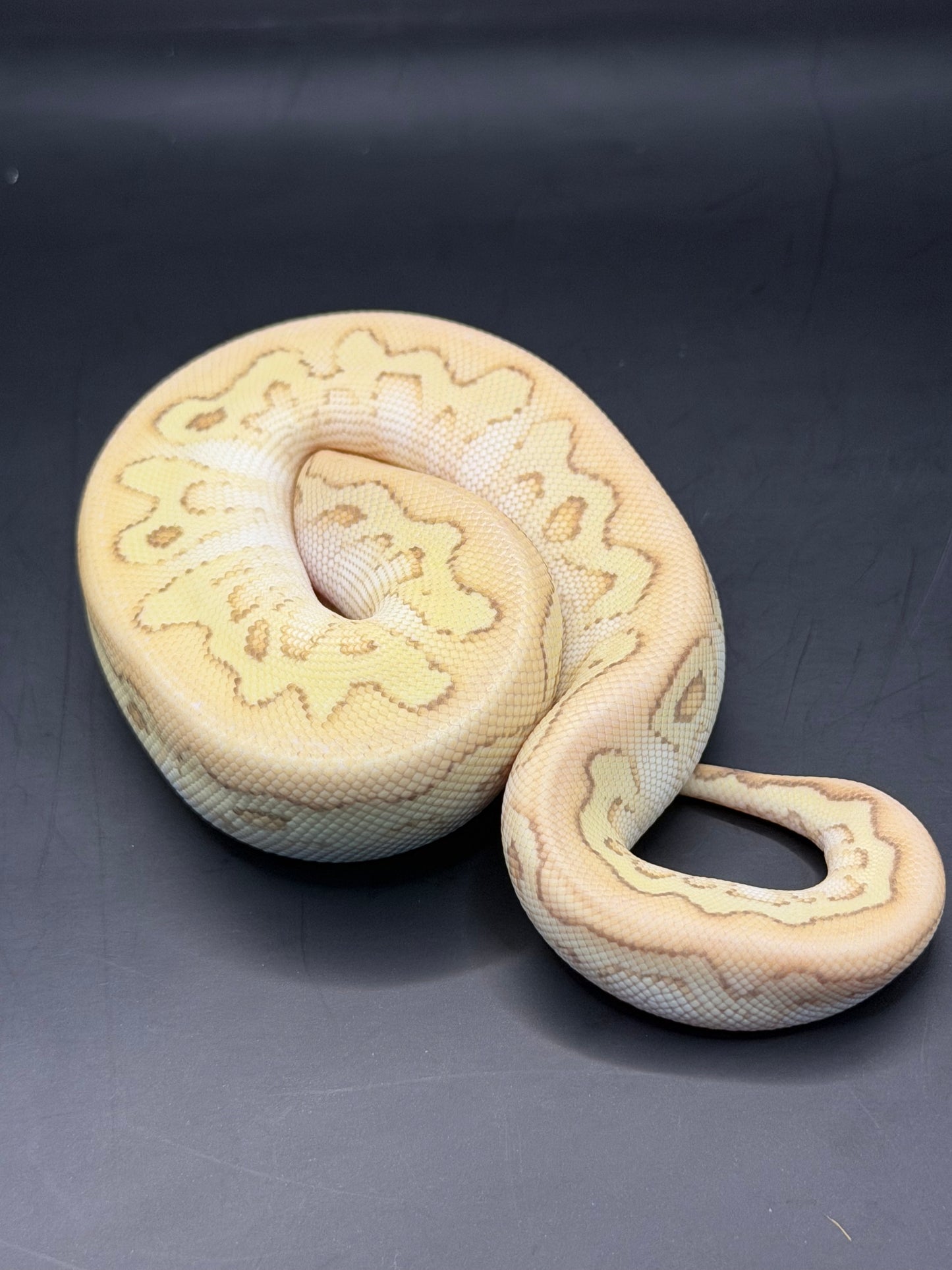 Banana pastel lesser yb clown hembra
