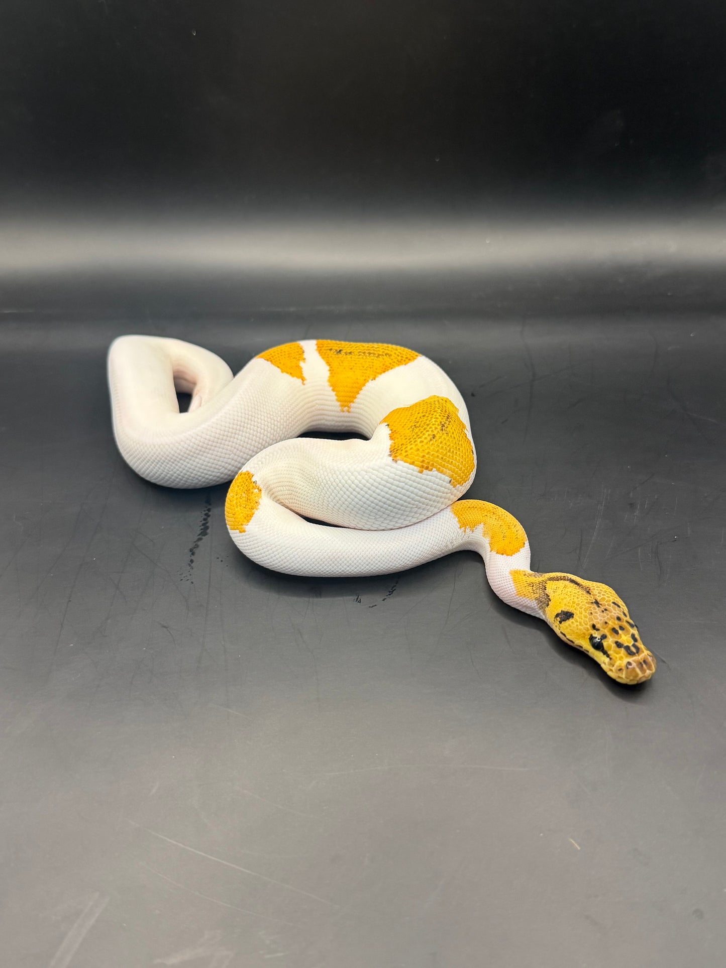 Pastel yb leopard clown pied macho