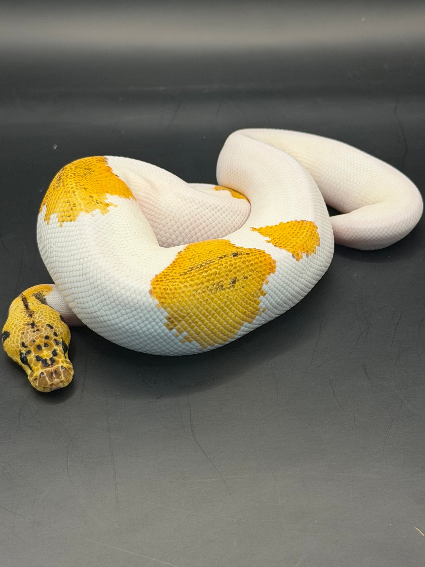 Pastel yb leopard clown pied macho