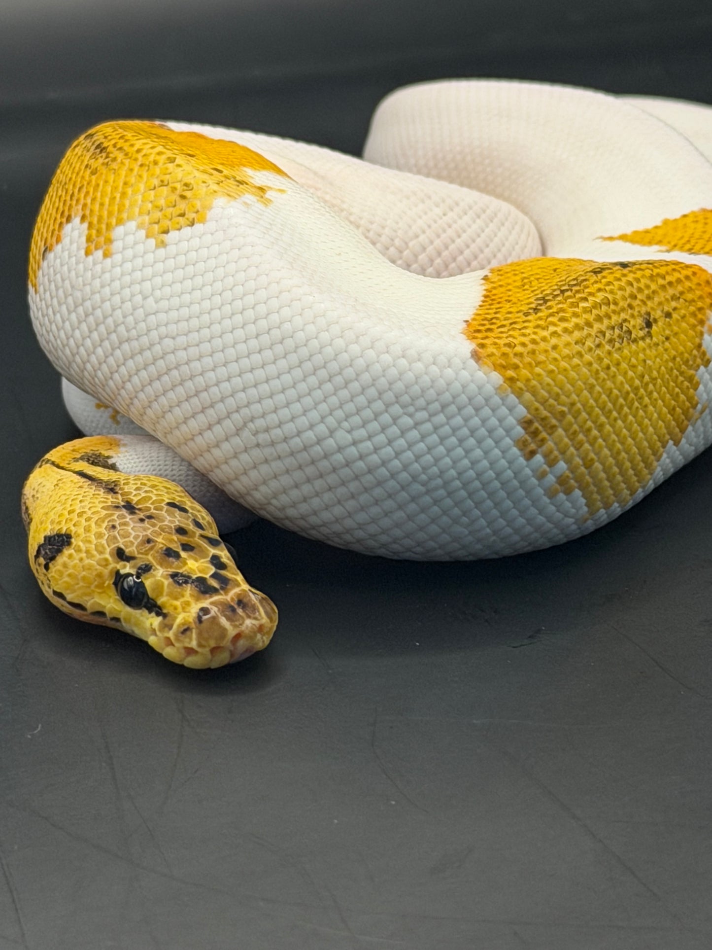 Pastel yb leopard clown pied macho