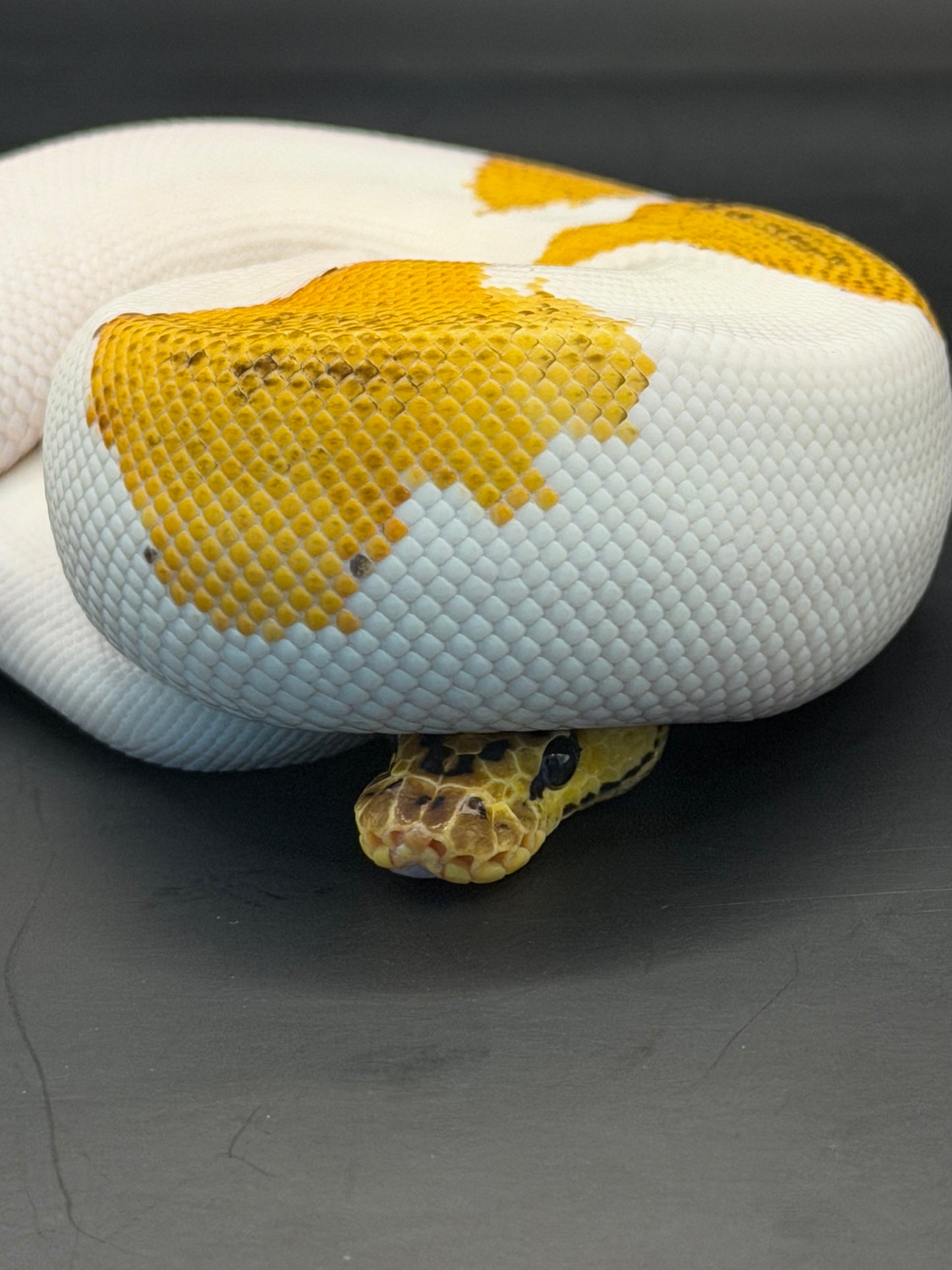 Pastel yb leopard clown pied macho