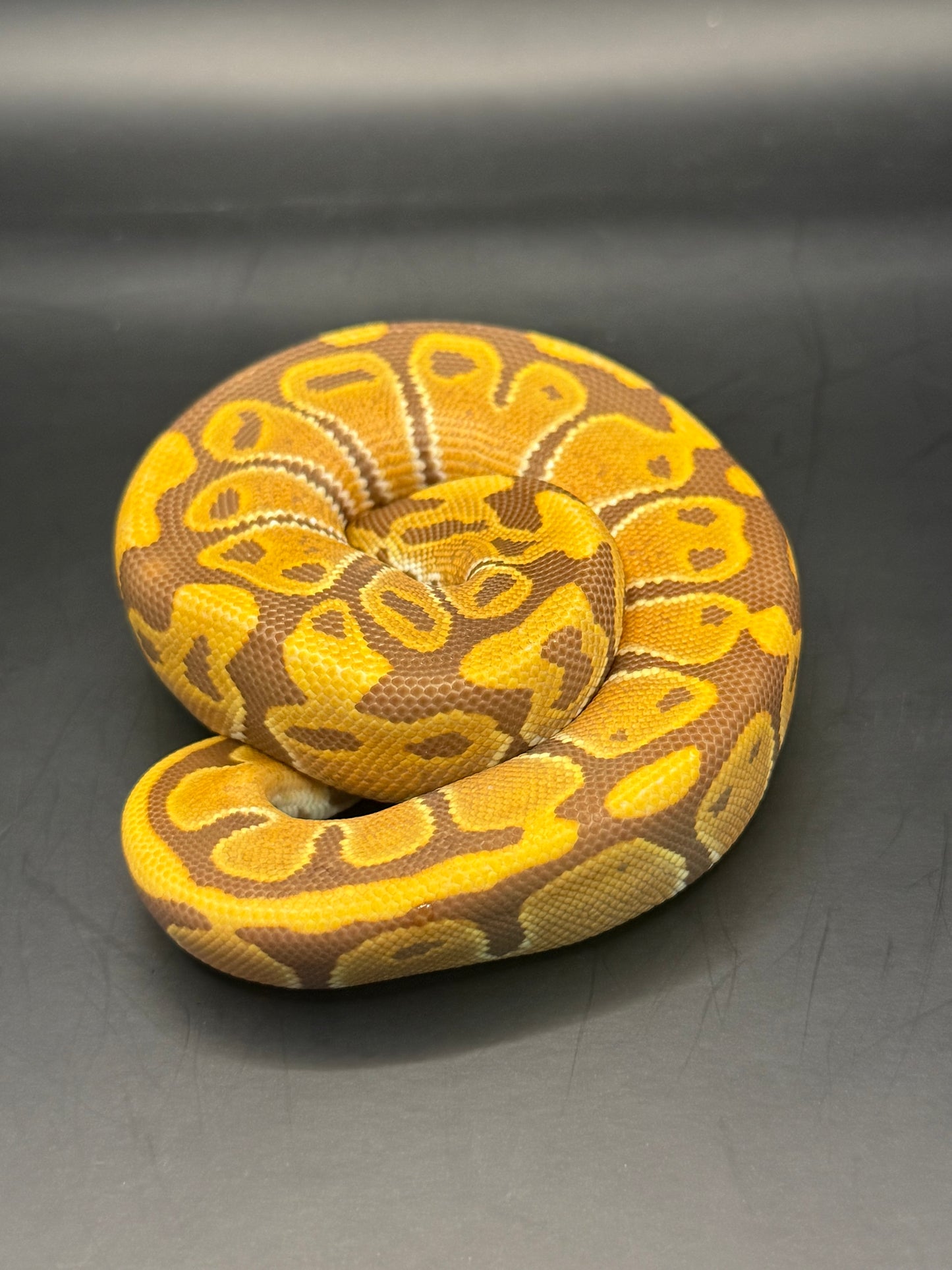 Ultramel het pied hembra (test RGI)