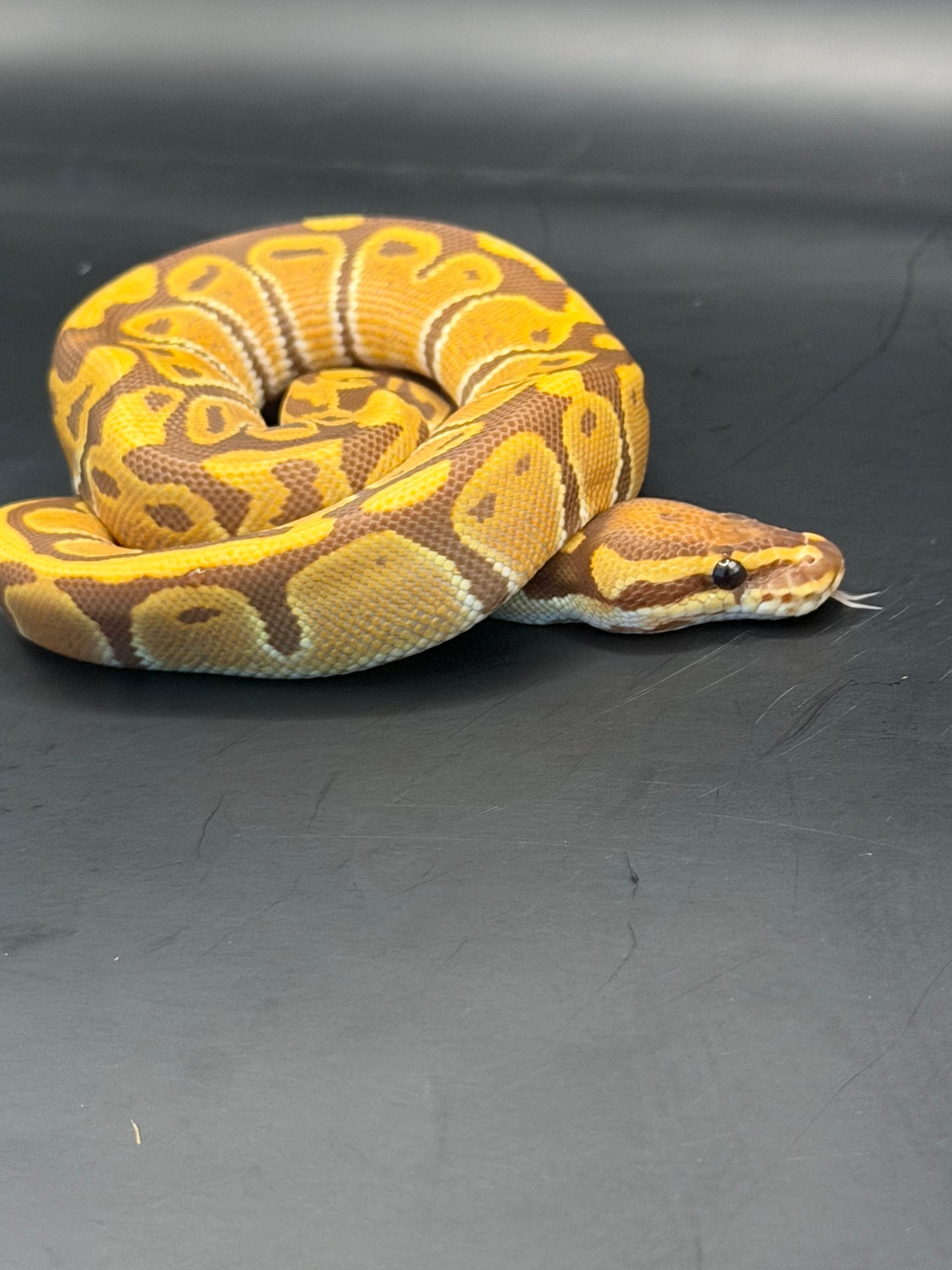 Ultramel het pied hembra (test RGI)