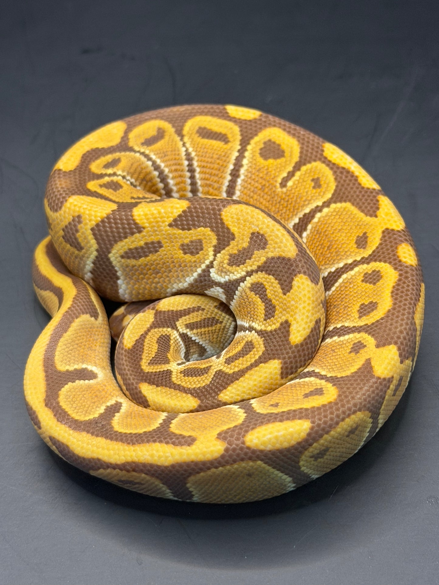 Ultramel het pied hembra (test RGI)