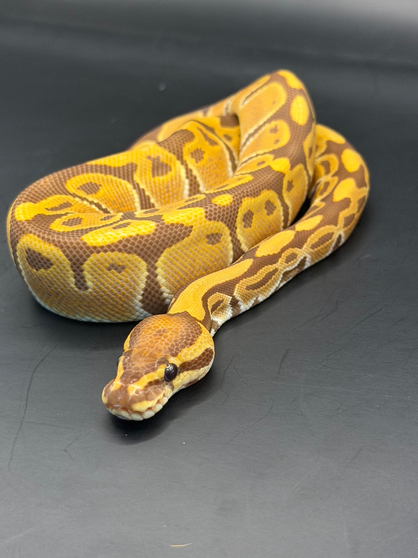 Ultramel het pied hembra (test RGI)