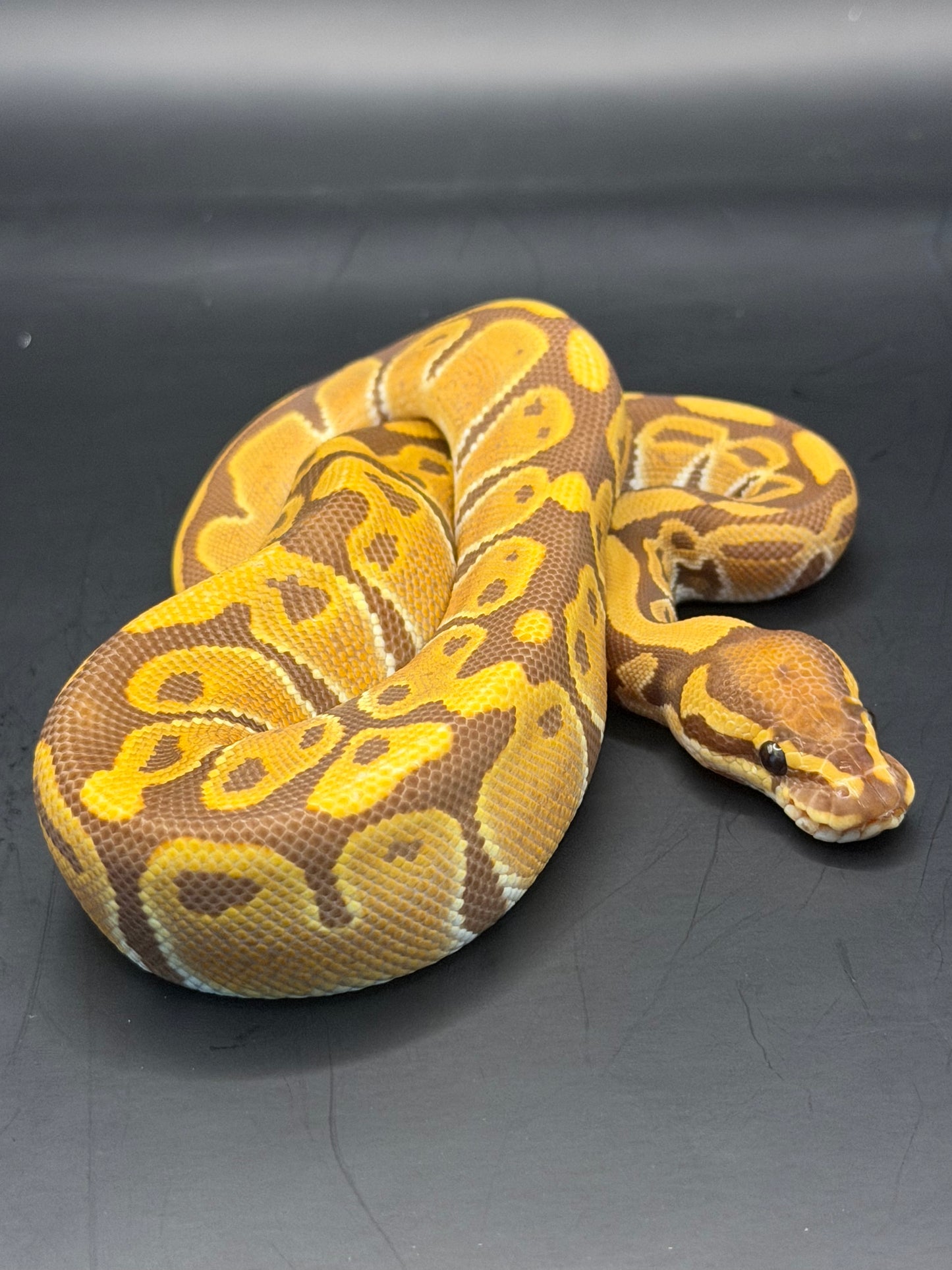 Ultramel het pied hembra (test RGI)