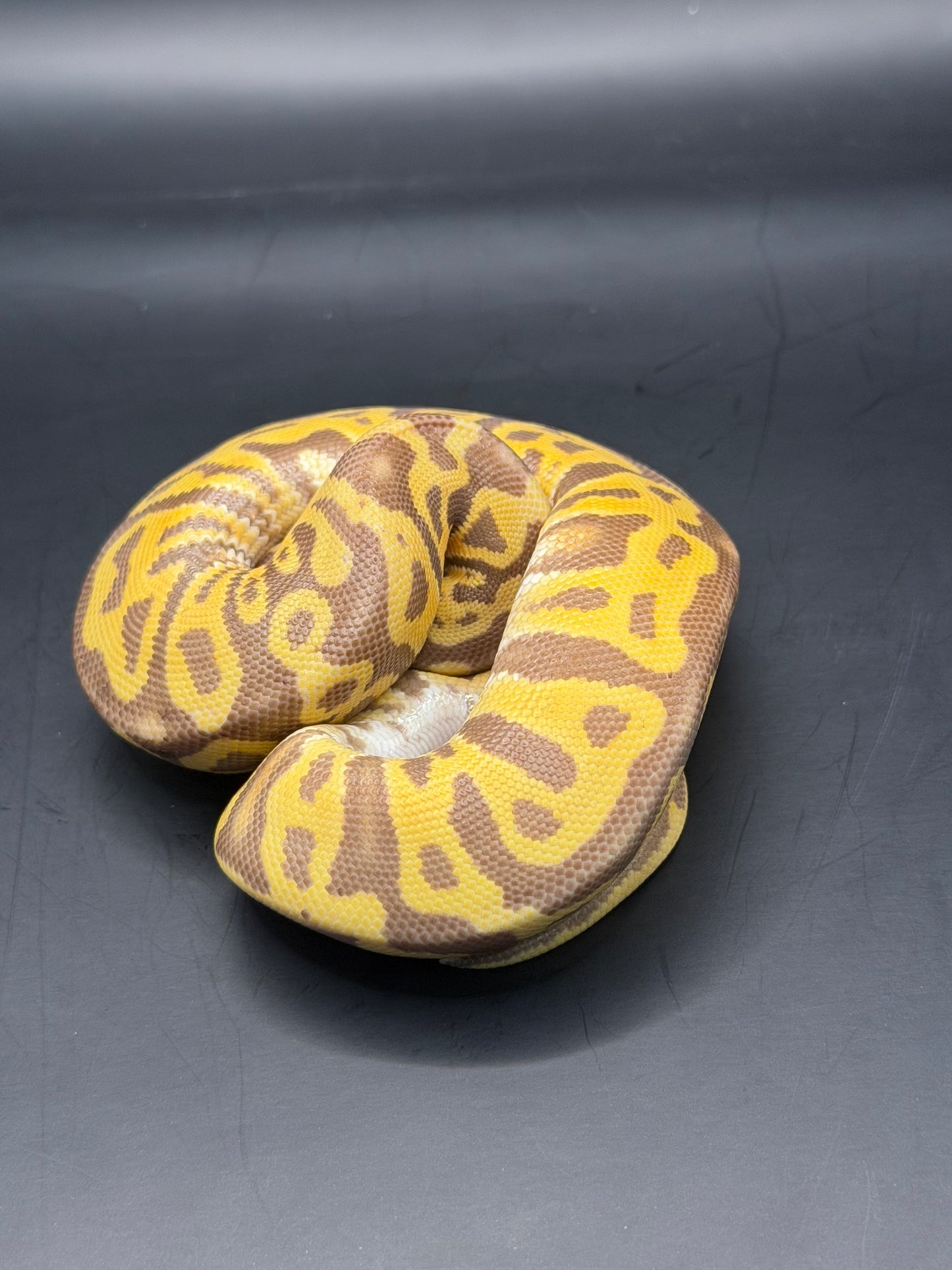 Leopard ultramel het clown (test RGI) hembra