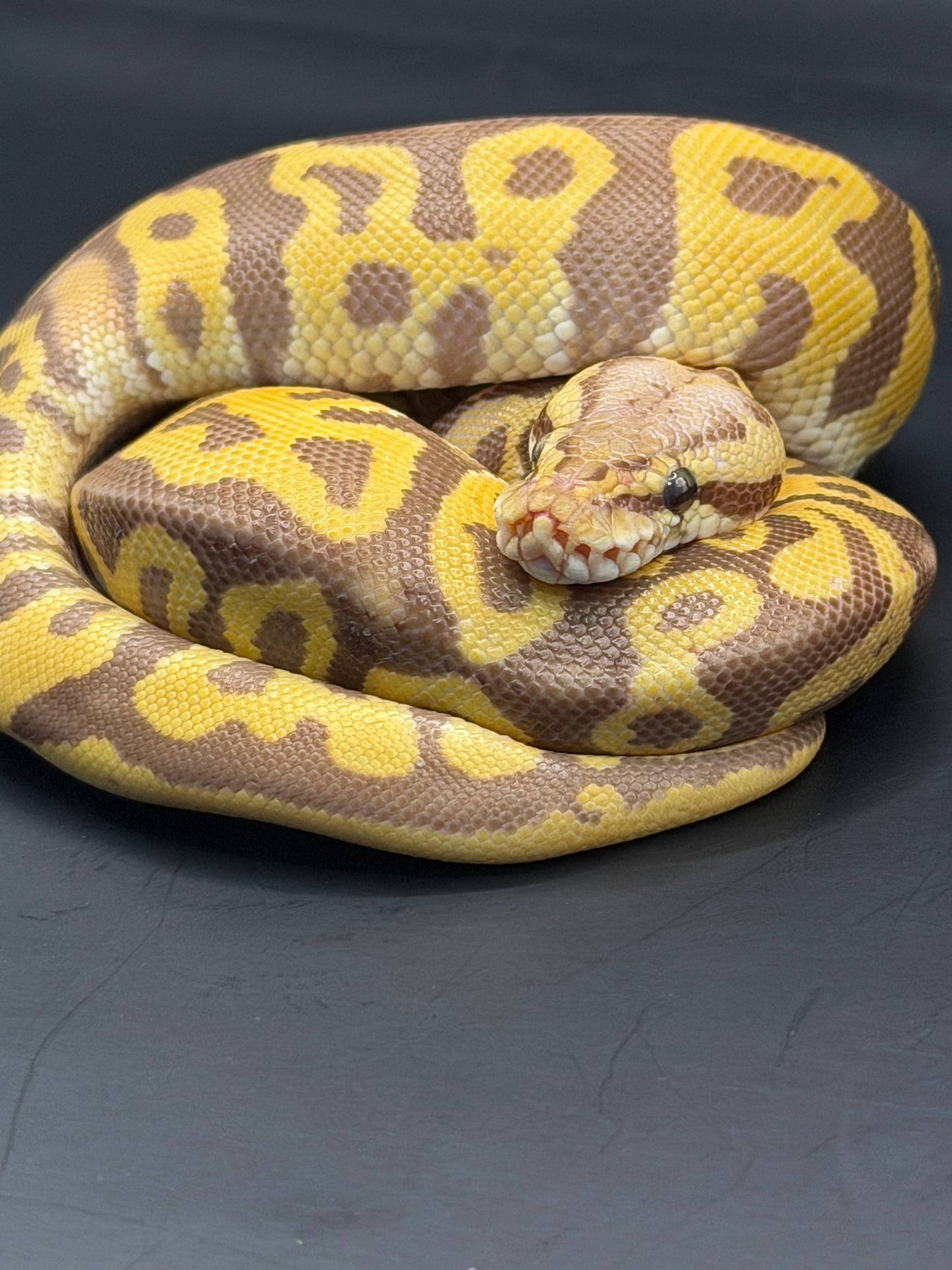 Leopard ultramel het clown (test RGI) hembra