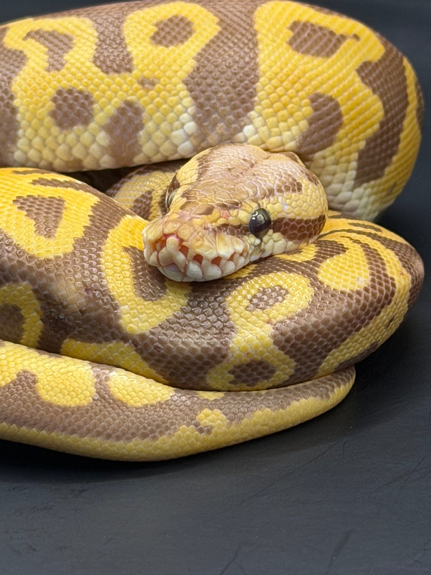Leopard ultramel het clown (test RGI) hembra