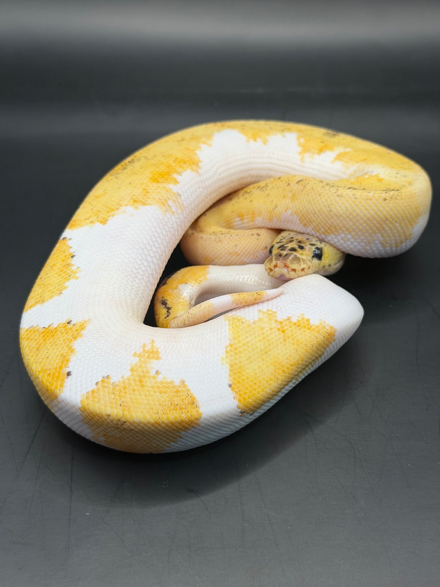 Clown pied yb pastel hembra