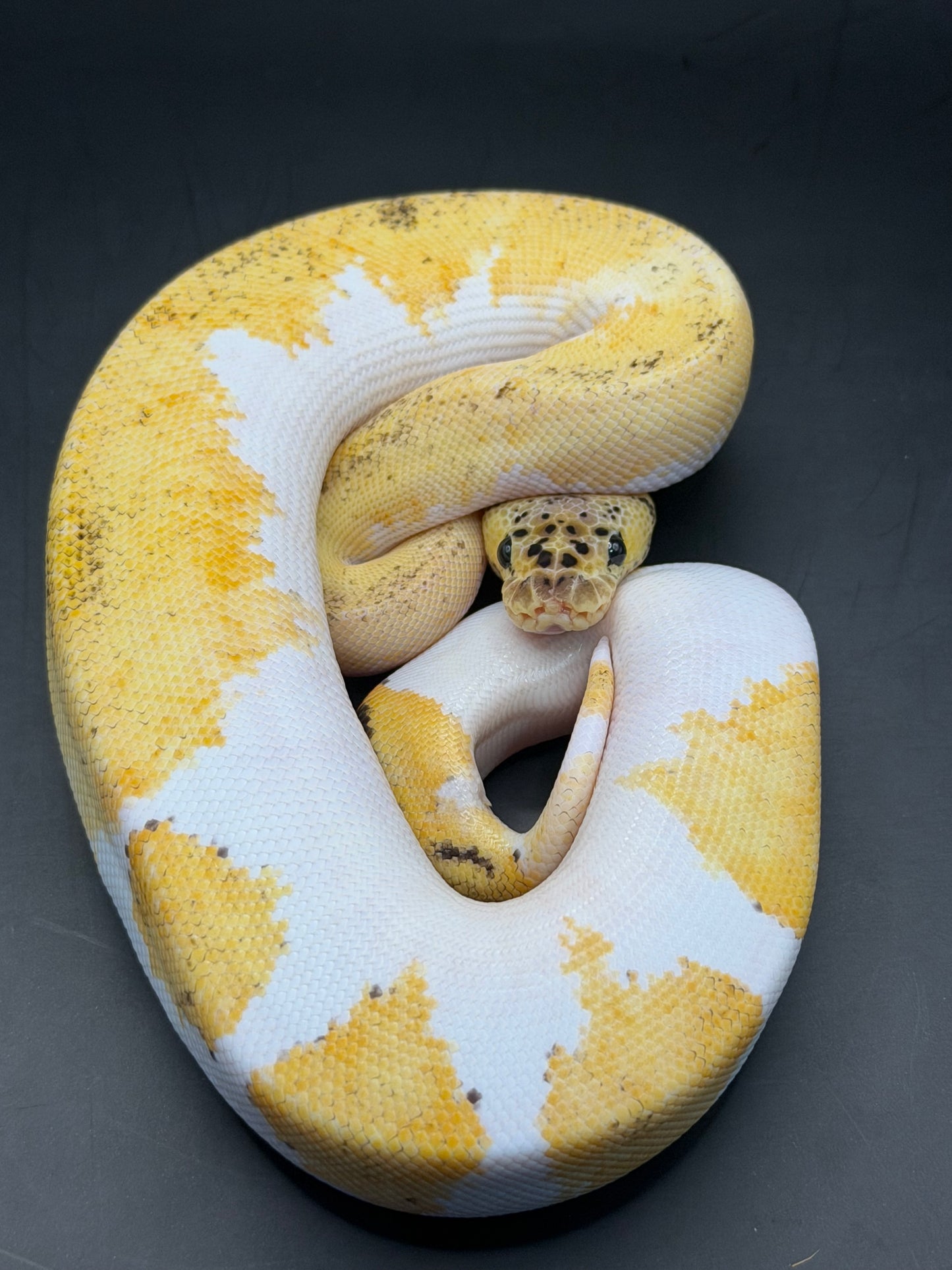 Clown pied yb pastel hembra