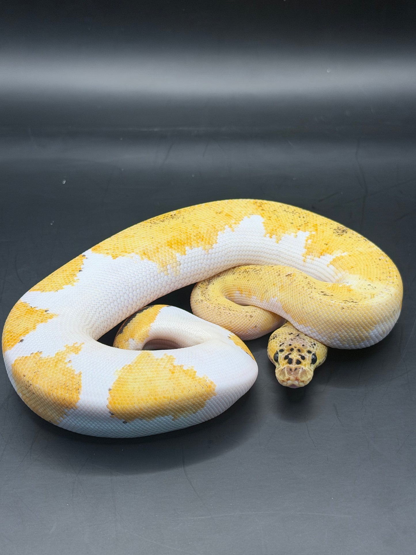 Clown pied yb pastel hembra