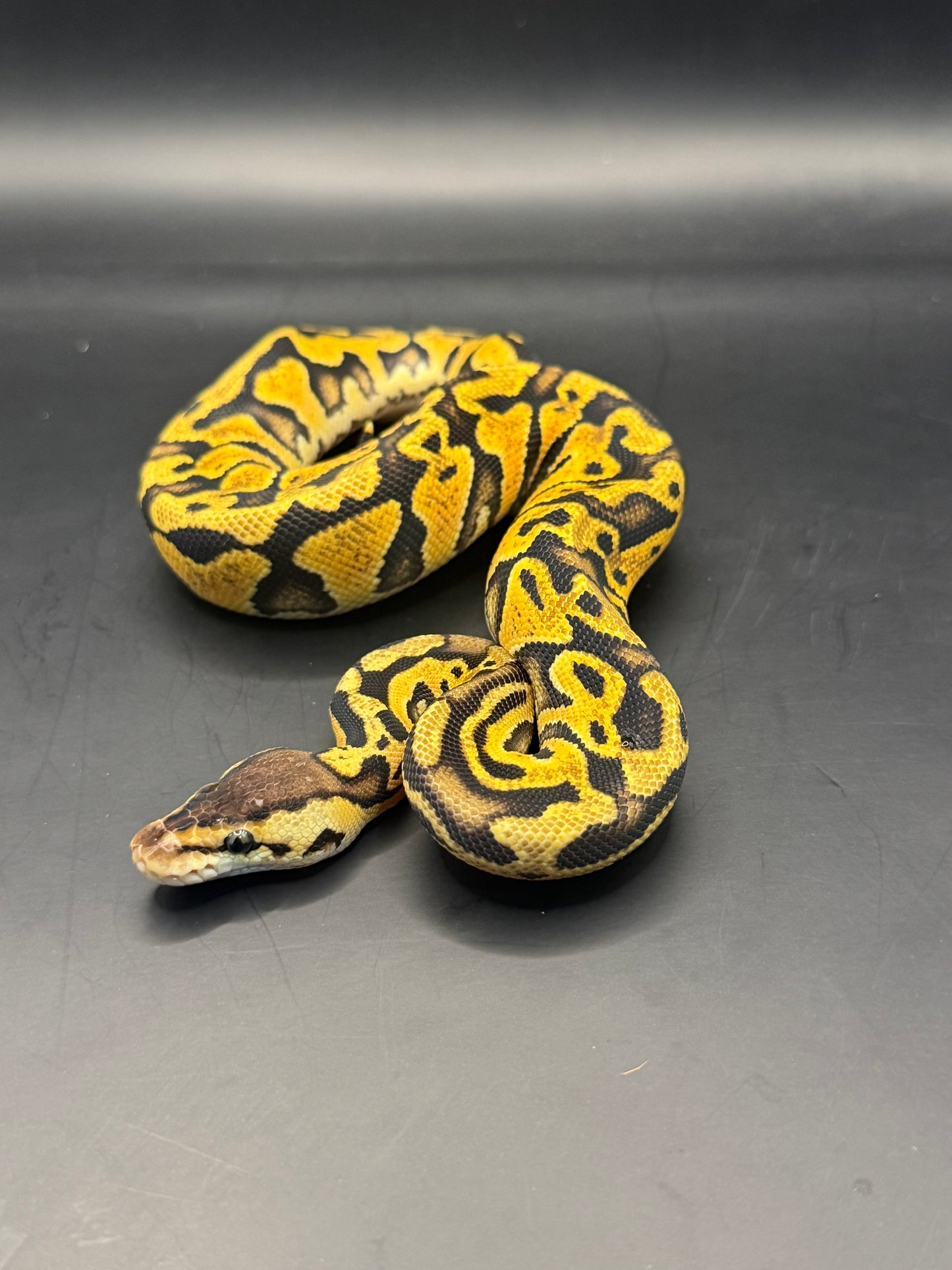Pastel puzzle hembra (test RGI)