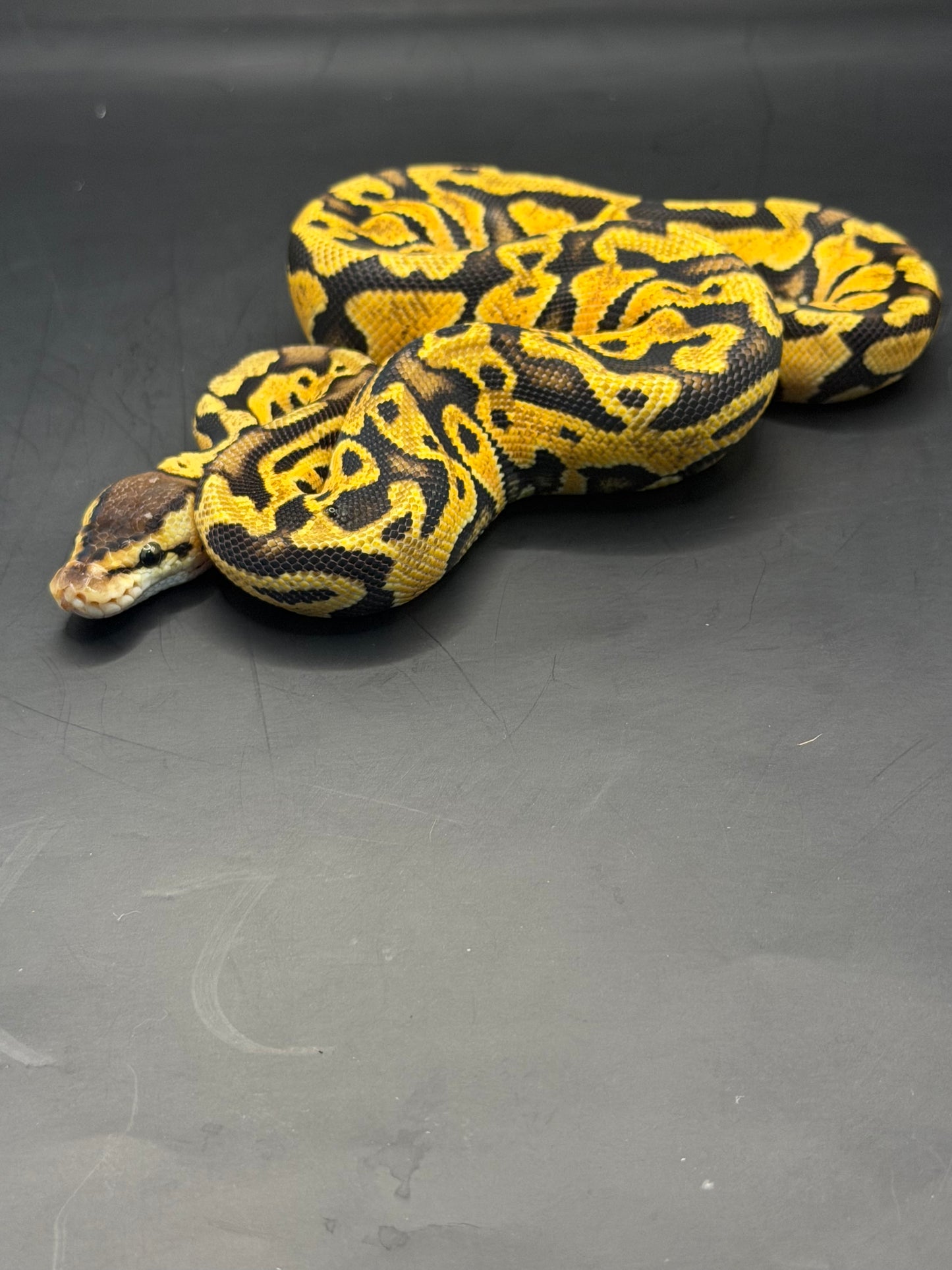 Pastel puzzle hembra (test RGI)