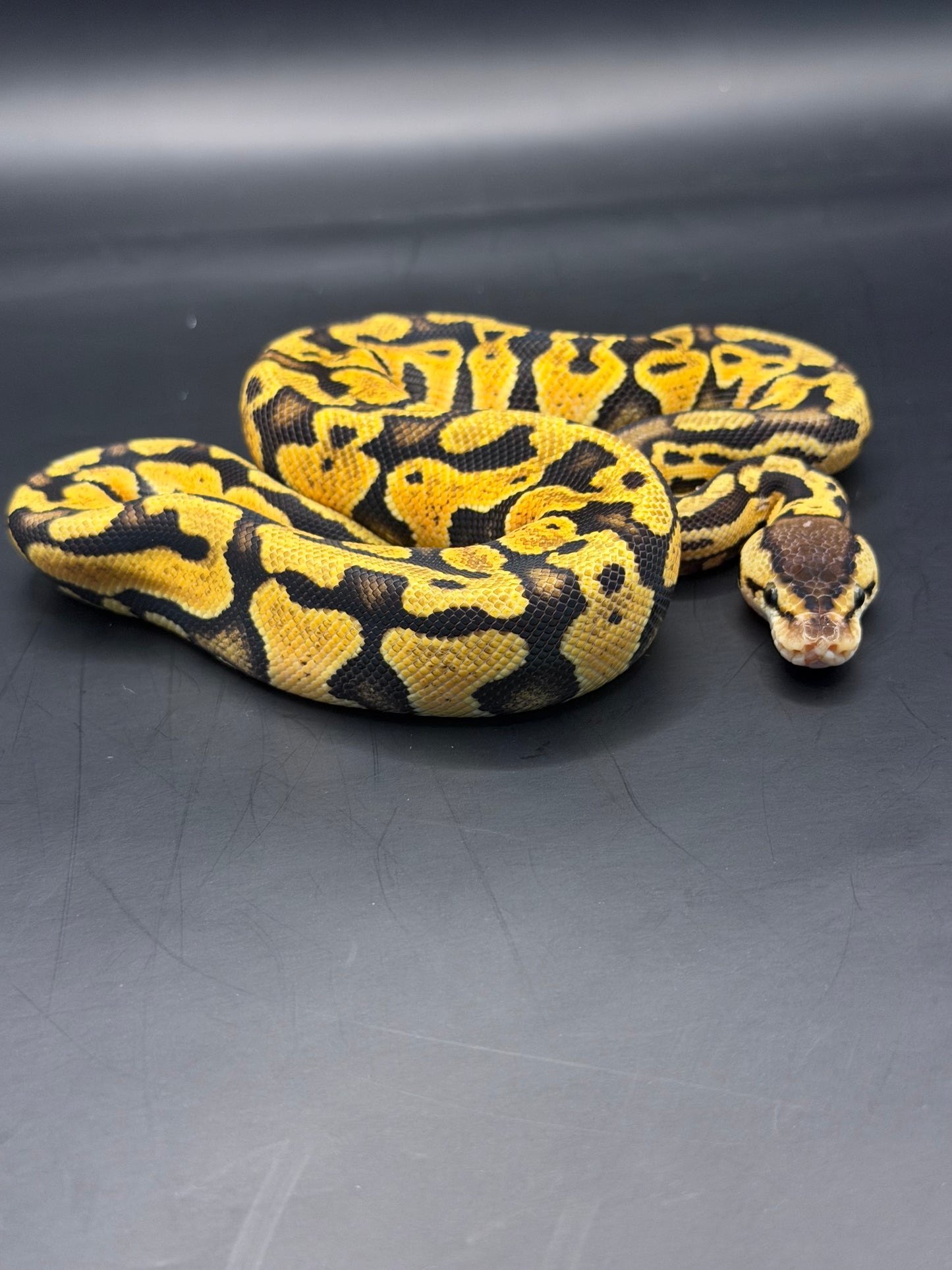 Pastel puzzle hembra (test RGI)