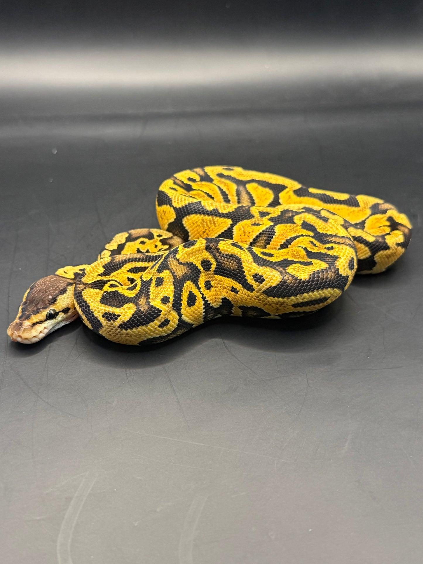 Pastel puzzle hembra (test RGI)