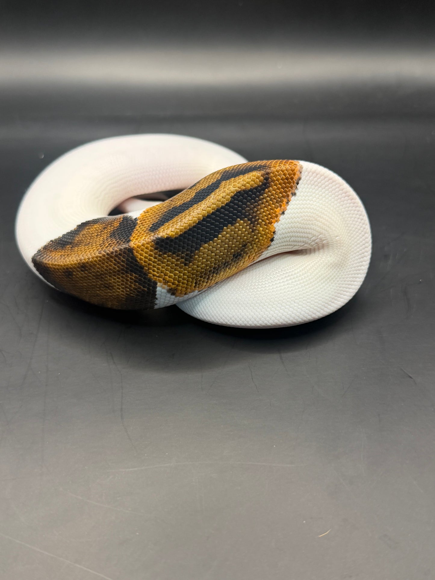 Pied het dg hembra