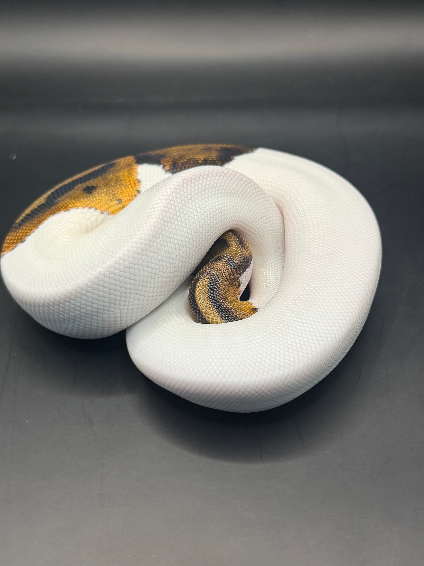Pied het dg hembra