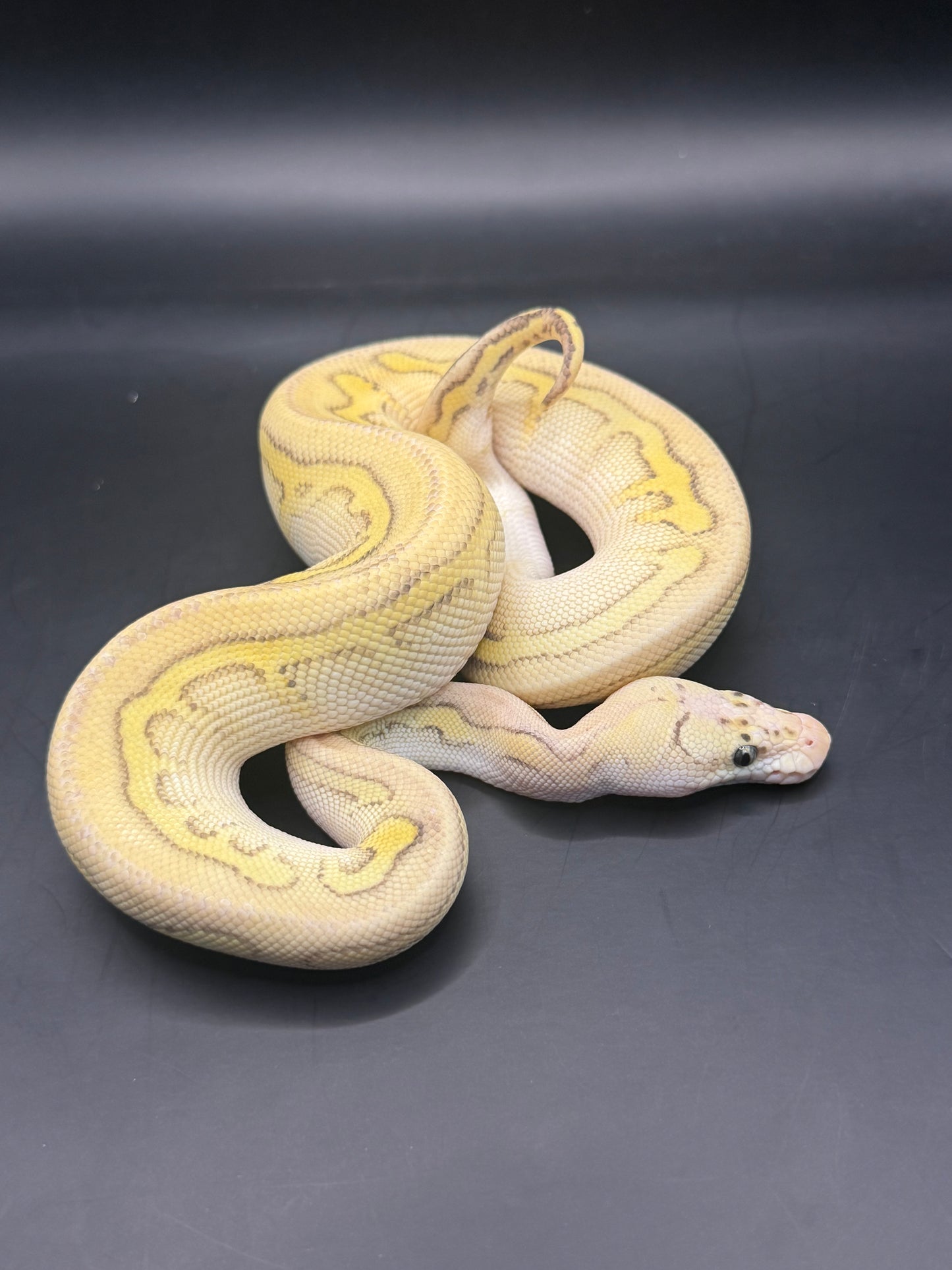 Clown stranger lesser pastel macho