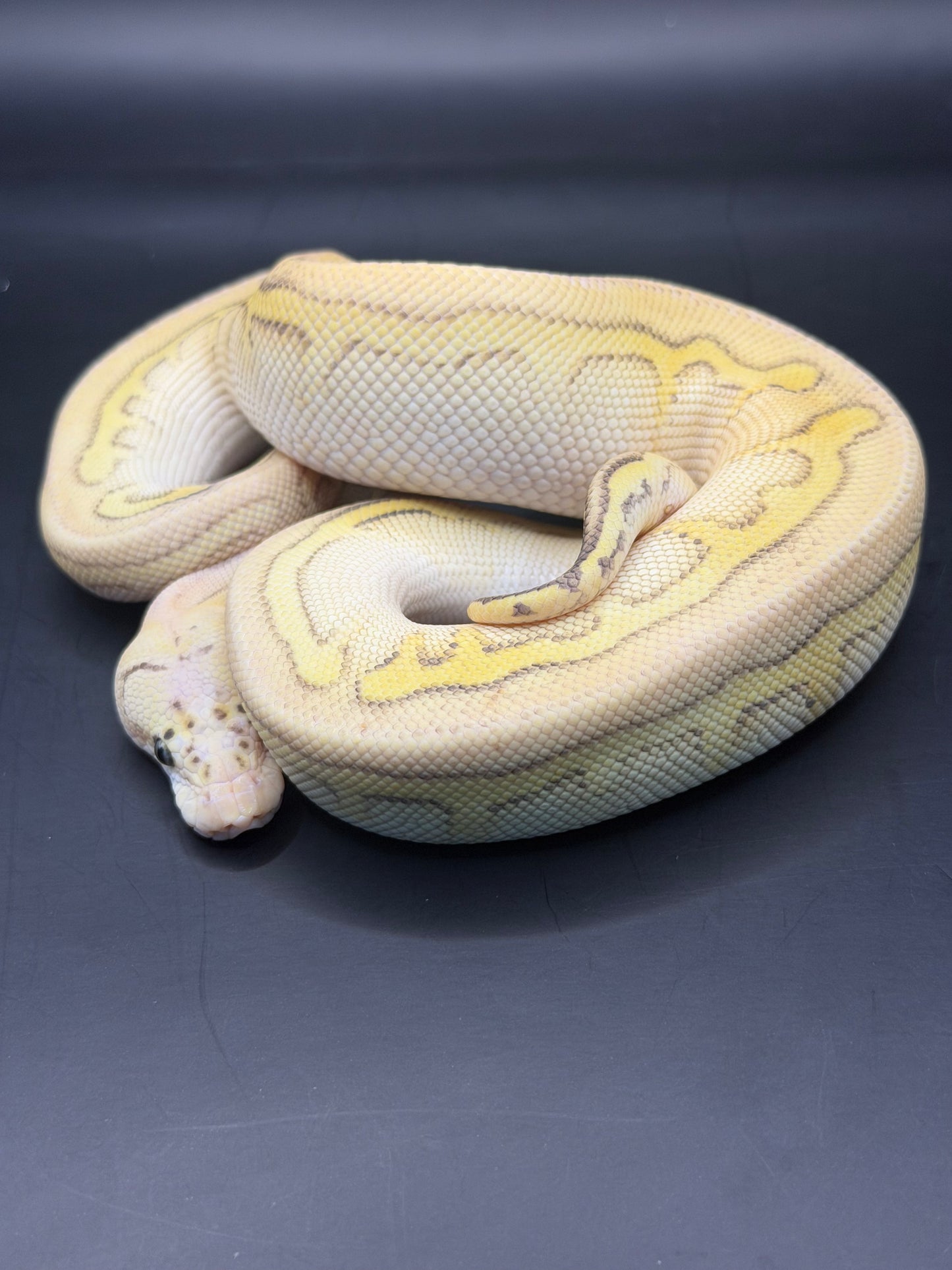 Clown stranger lesser pastel macho