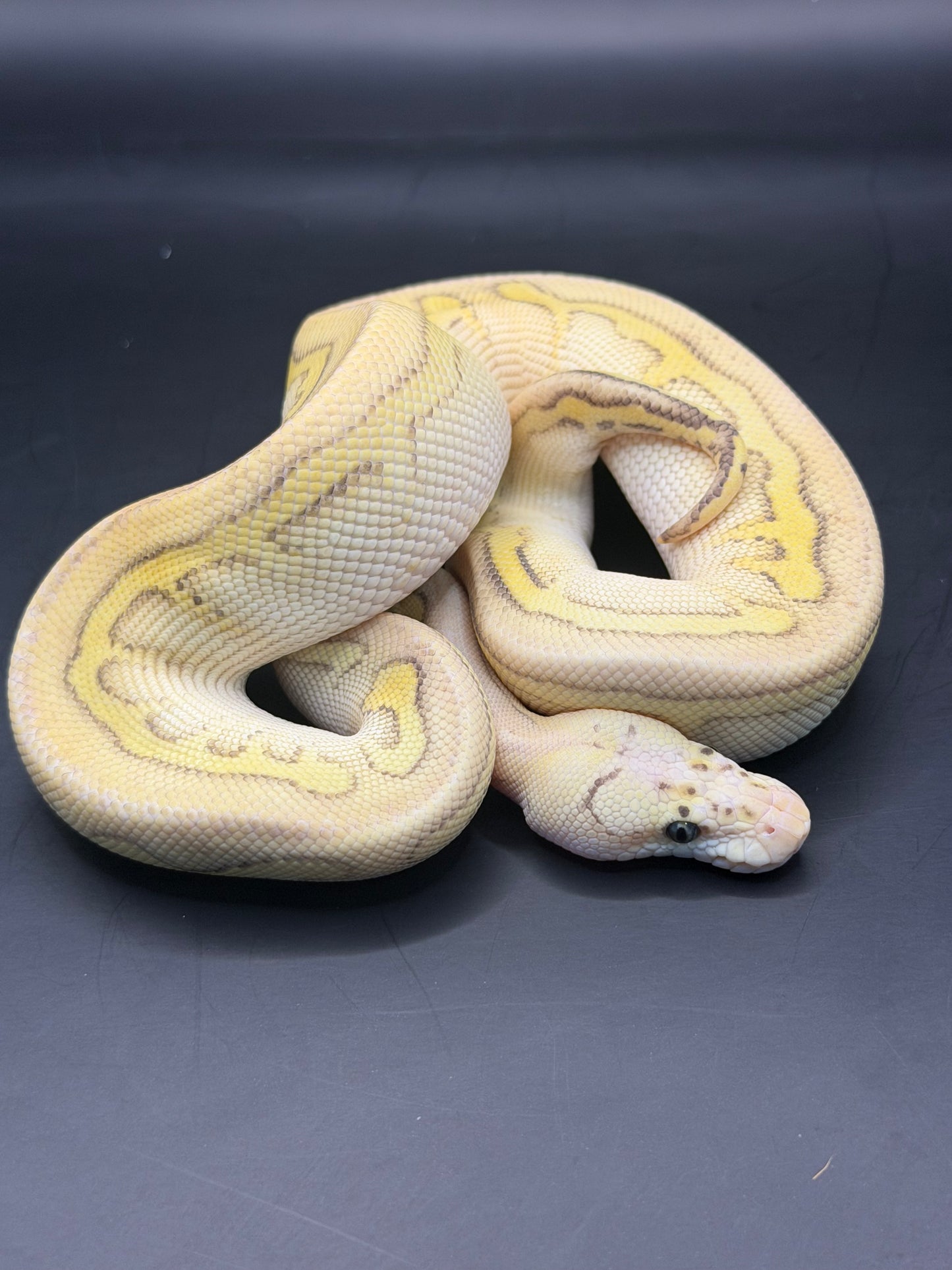 Clown stranger lesser pastel macho