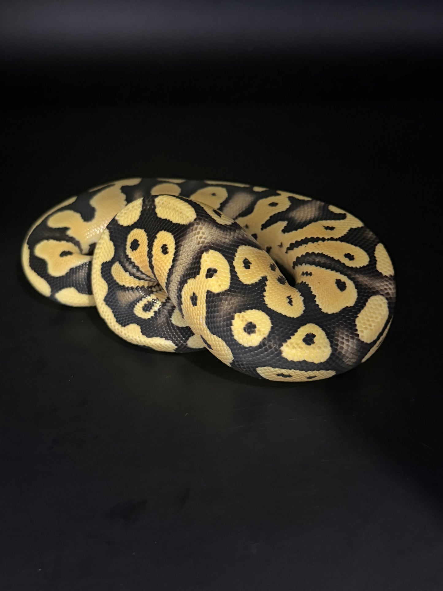 Pastel dg het pied het clown macho