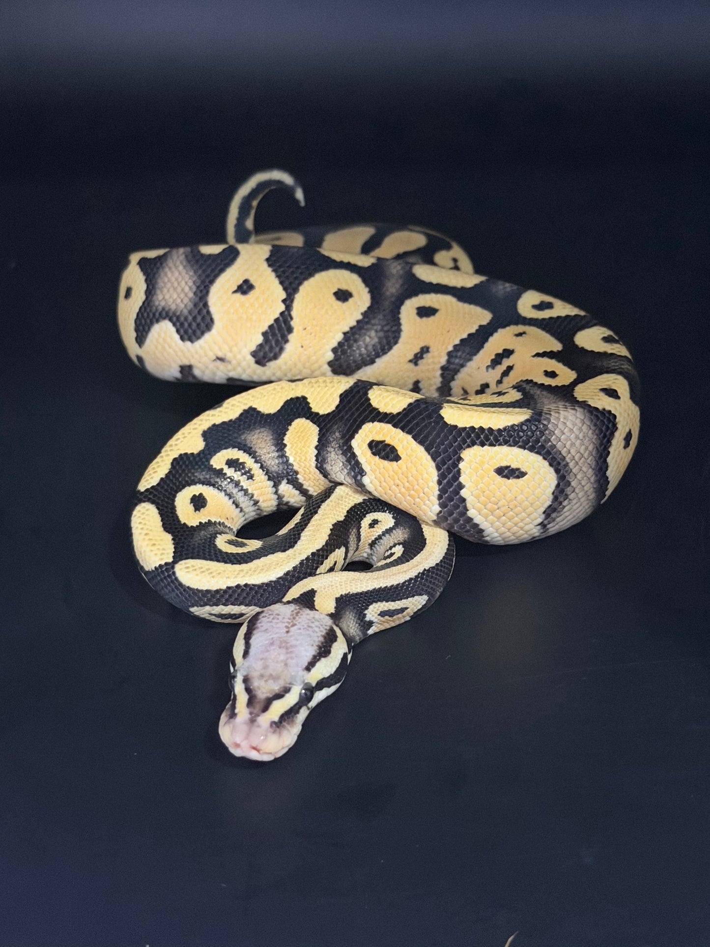 Pastel dg het pied het clown macho