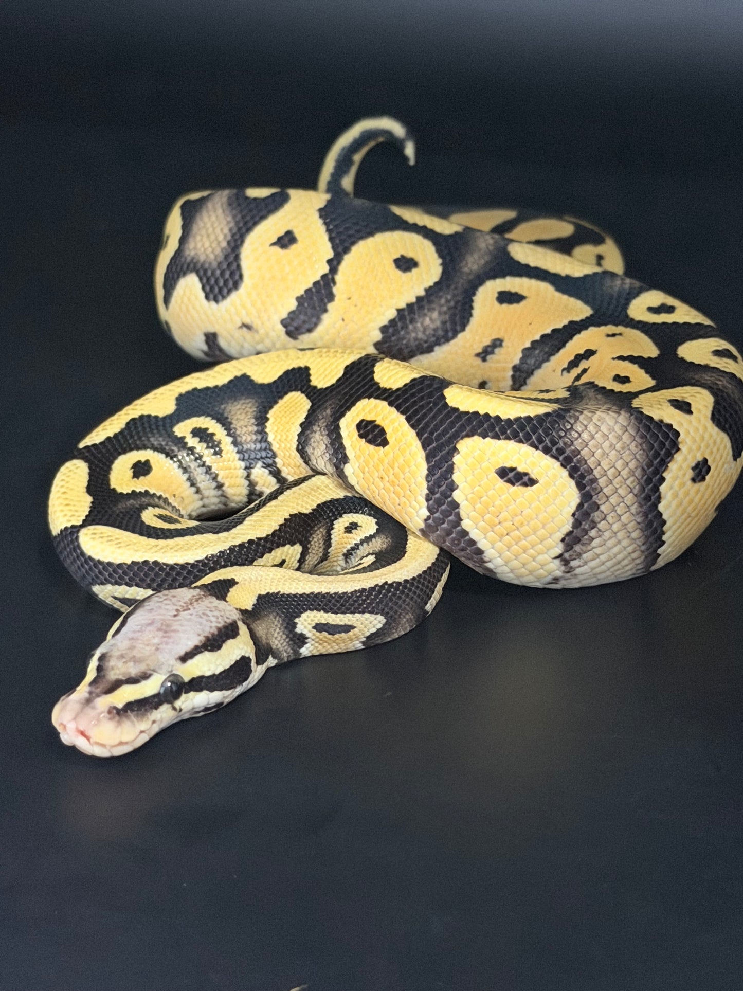 Pastel dg het pied het clown macho