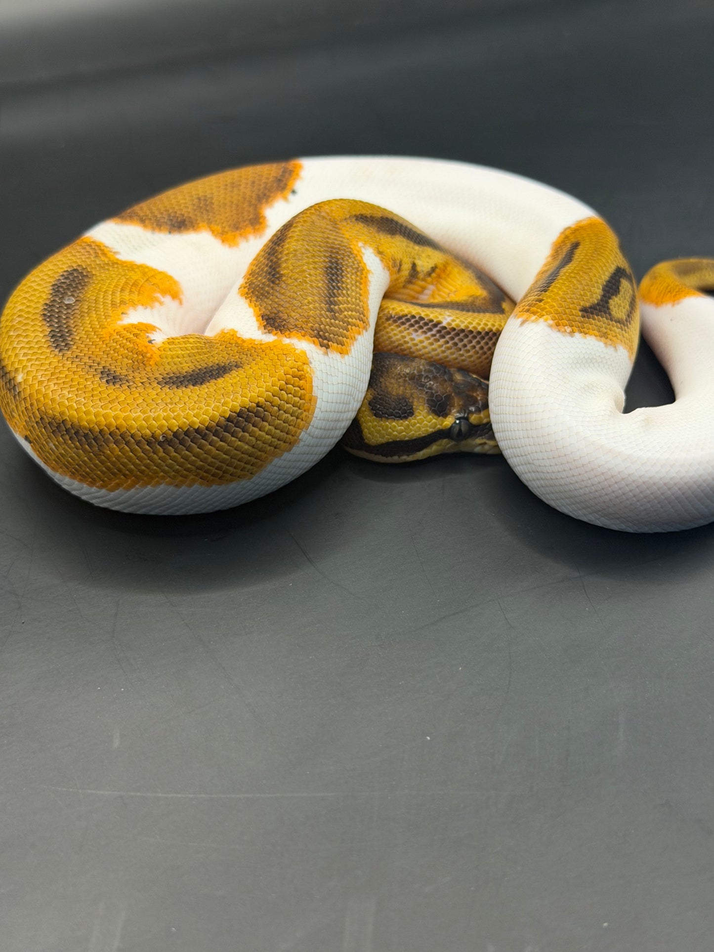 Enchi pied het clown hembra