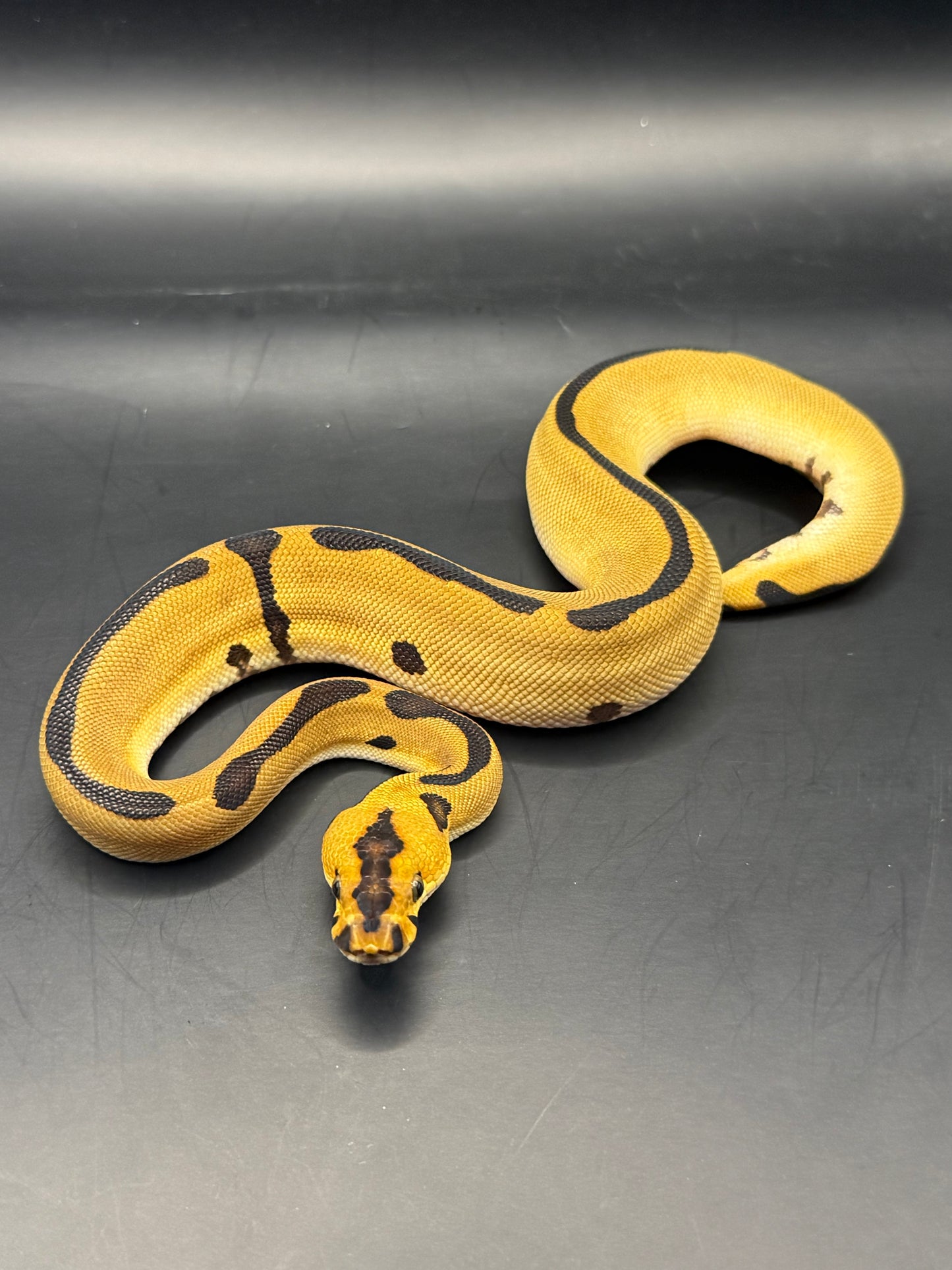 Enchi leopard clown het lavender hembra
