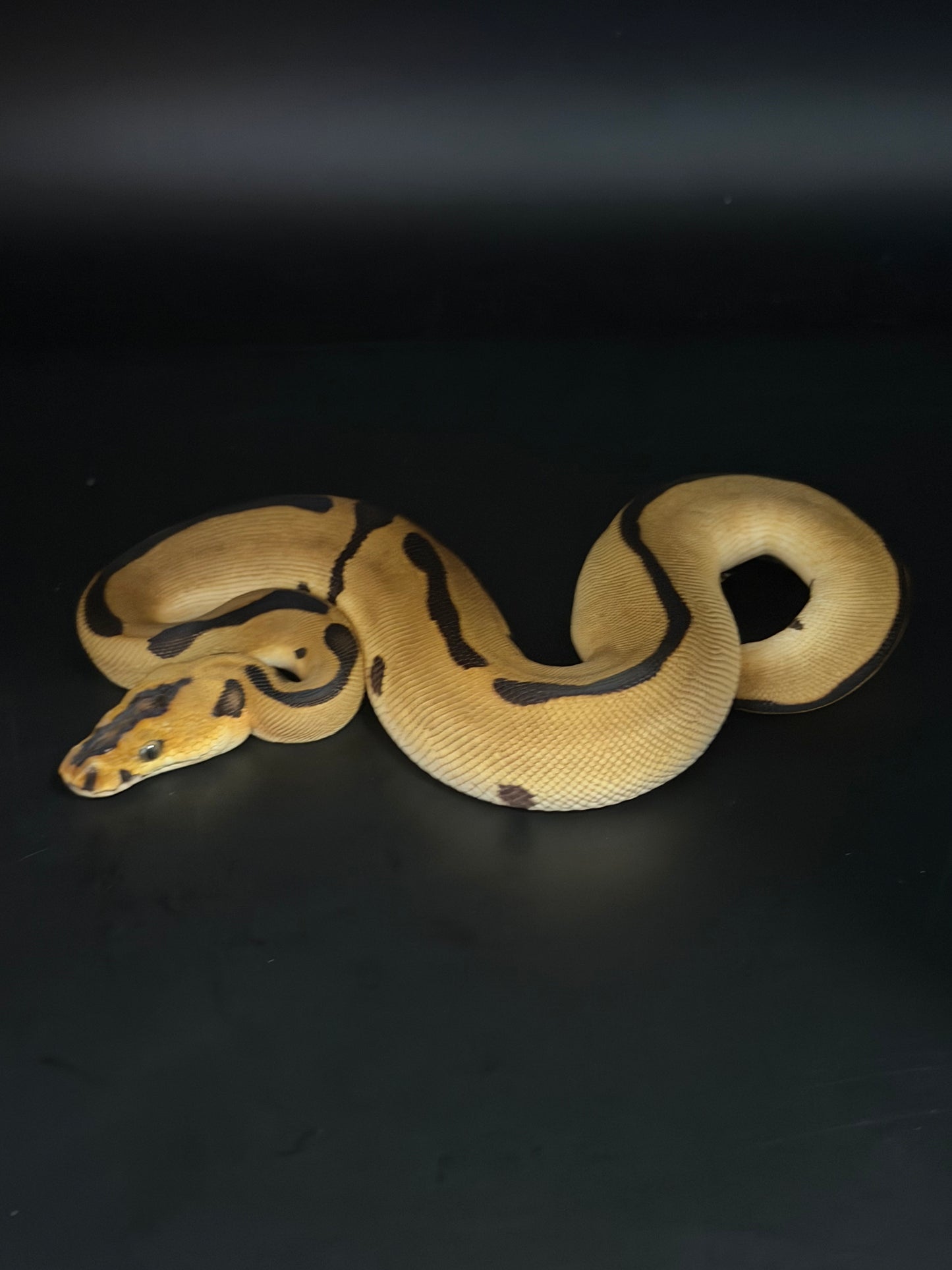 Enchi leopard clown het lavender hembra