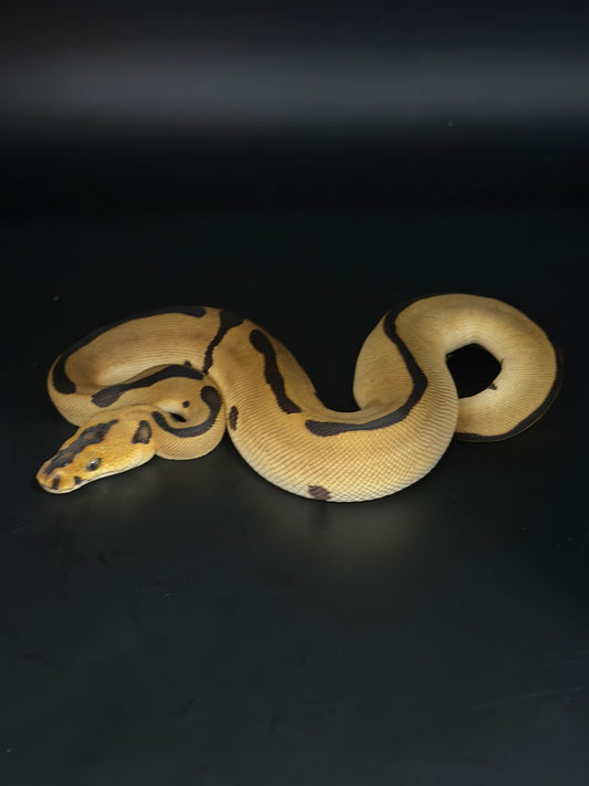 Enchi leopard clown het lavender hembra