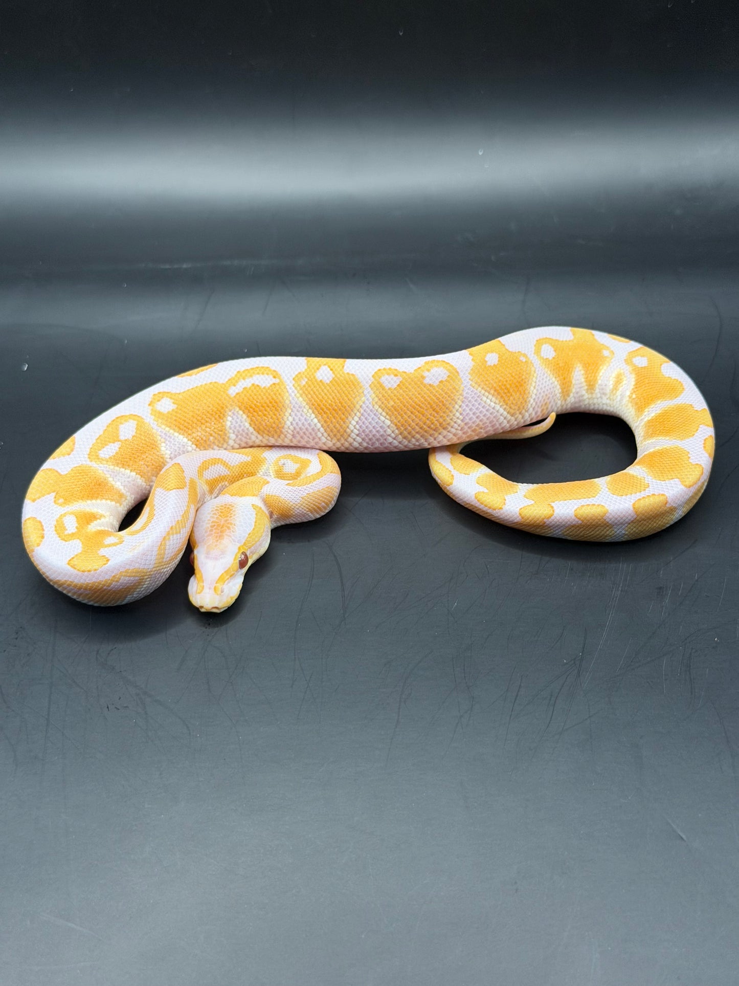 Lavender het clown het VPI axhantic macho