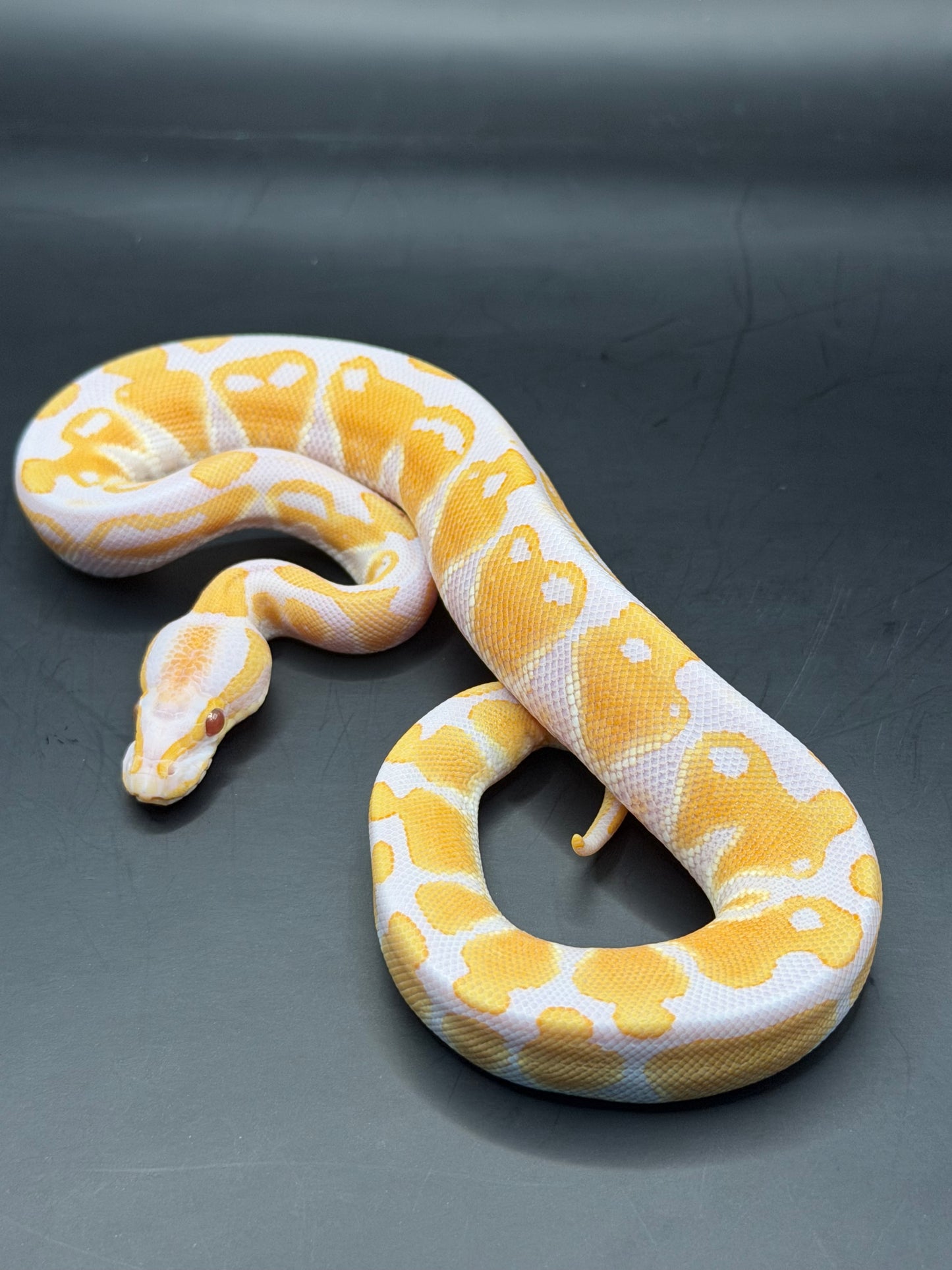 Lavender het clown het VPI axhantic macho