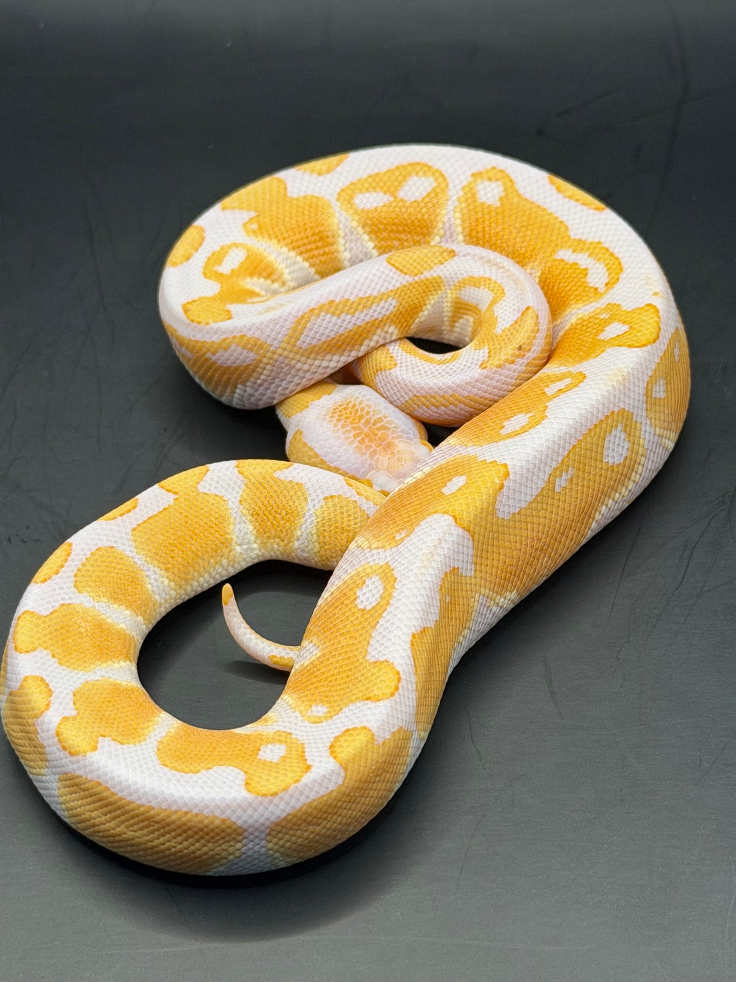 Lavender het clown het VPI axhantic macho