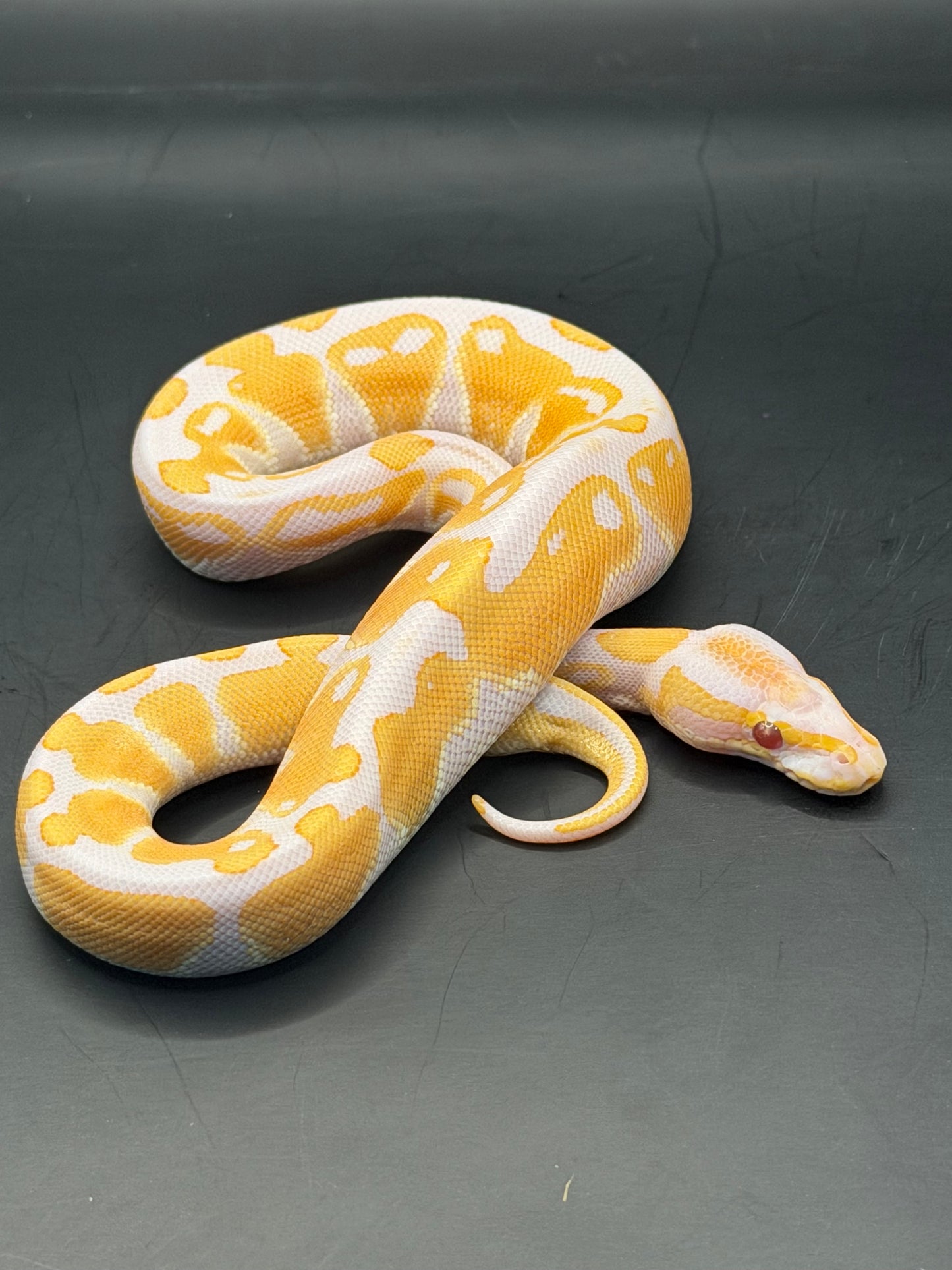 Lavender het clown het VPI axhantic macho