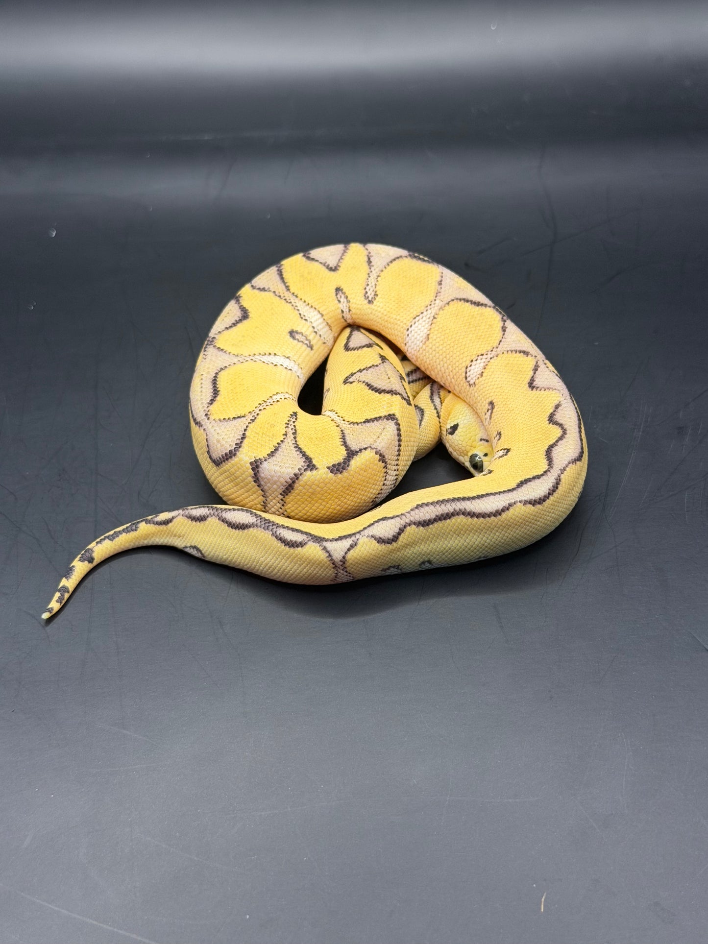 Enchi fire pastel clown hembra