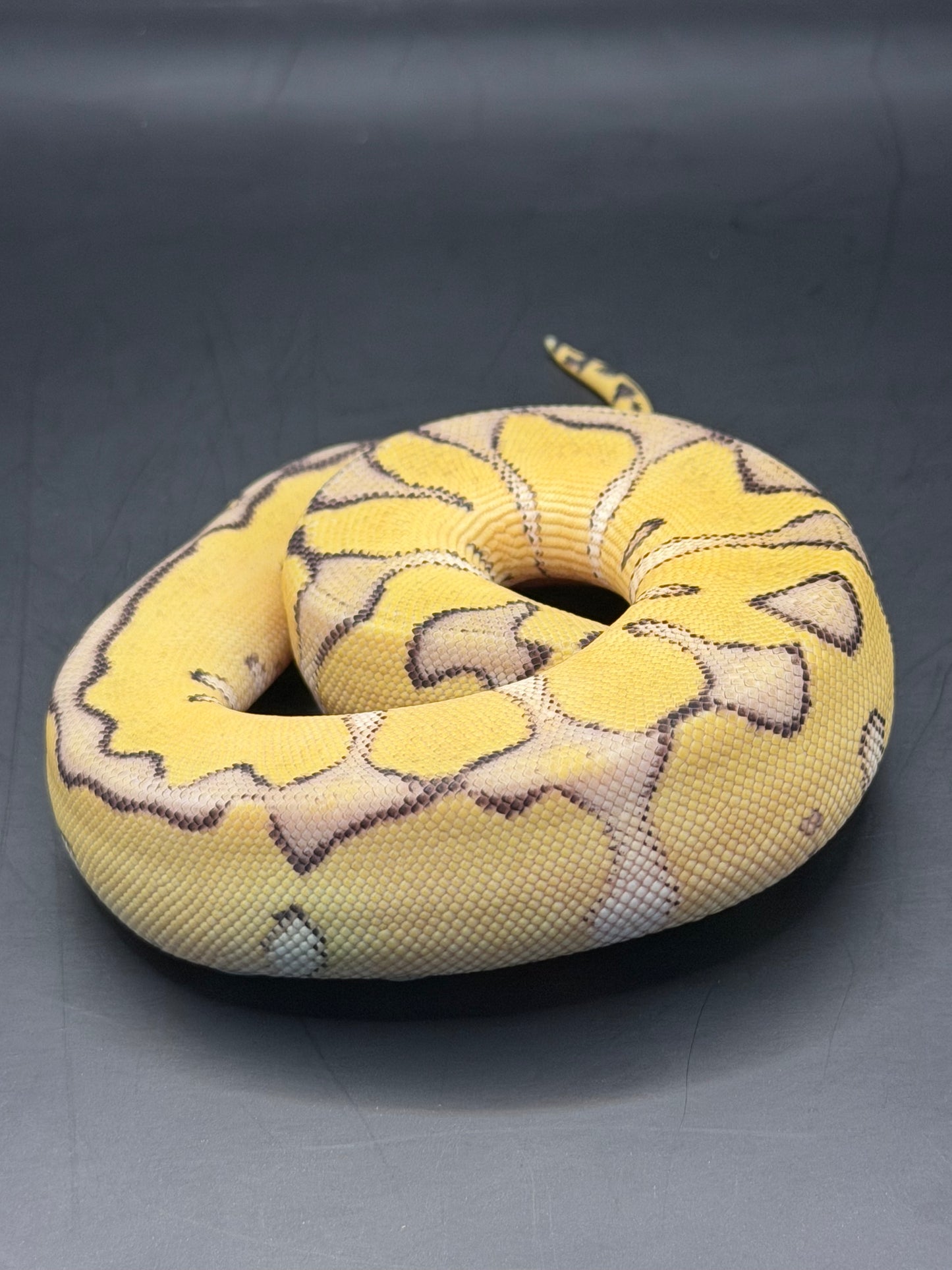 Enchi fire pastel clown hembra