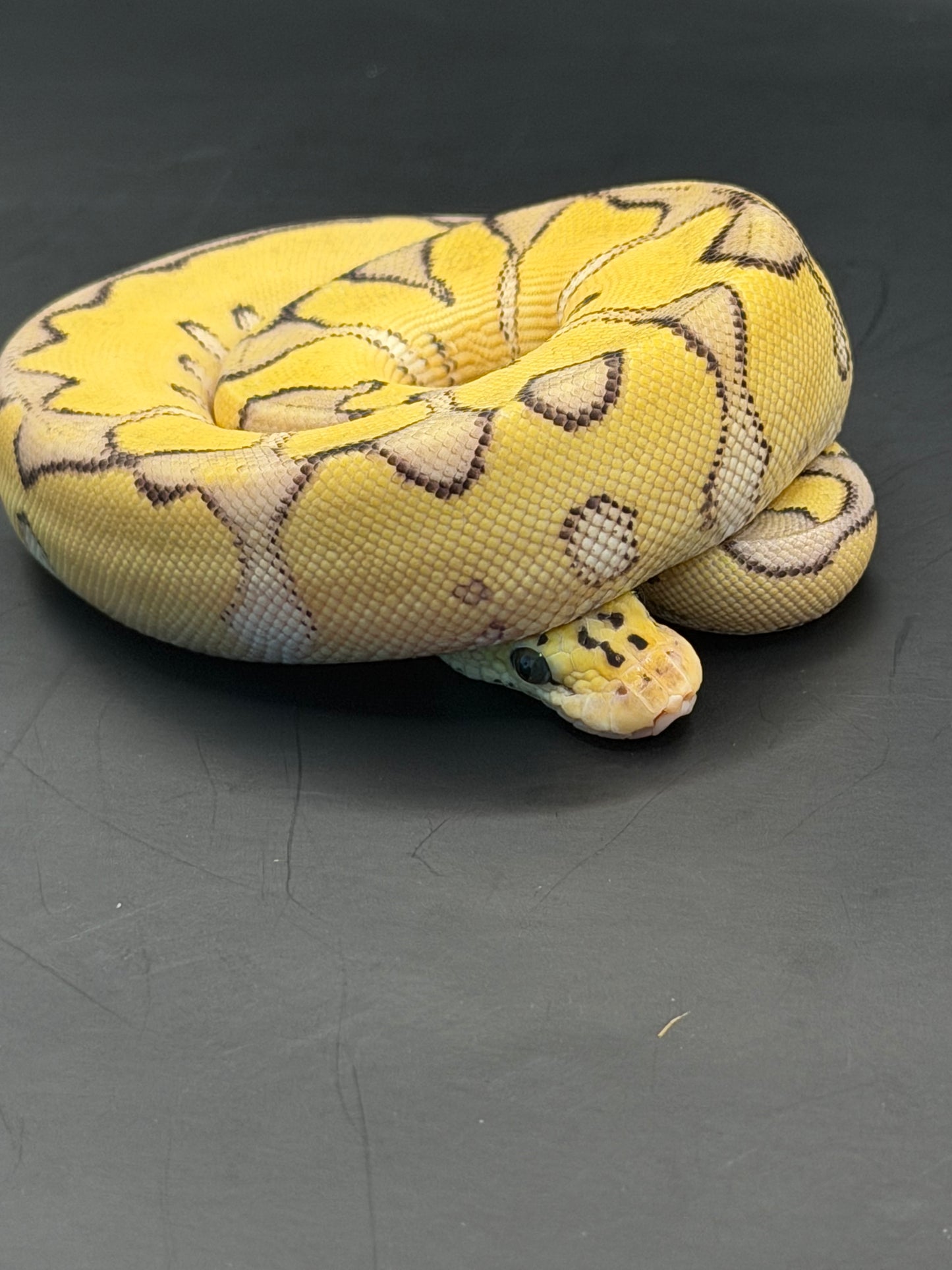 Enchi fire pastel clown hembra