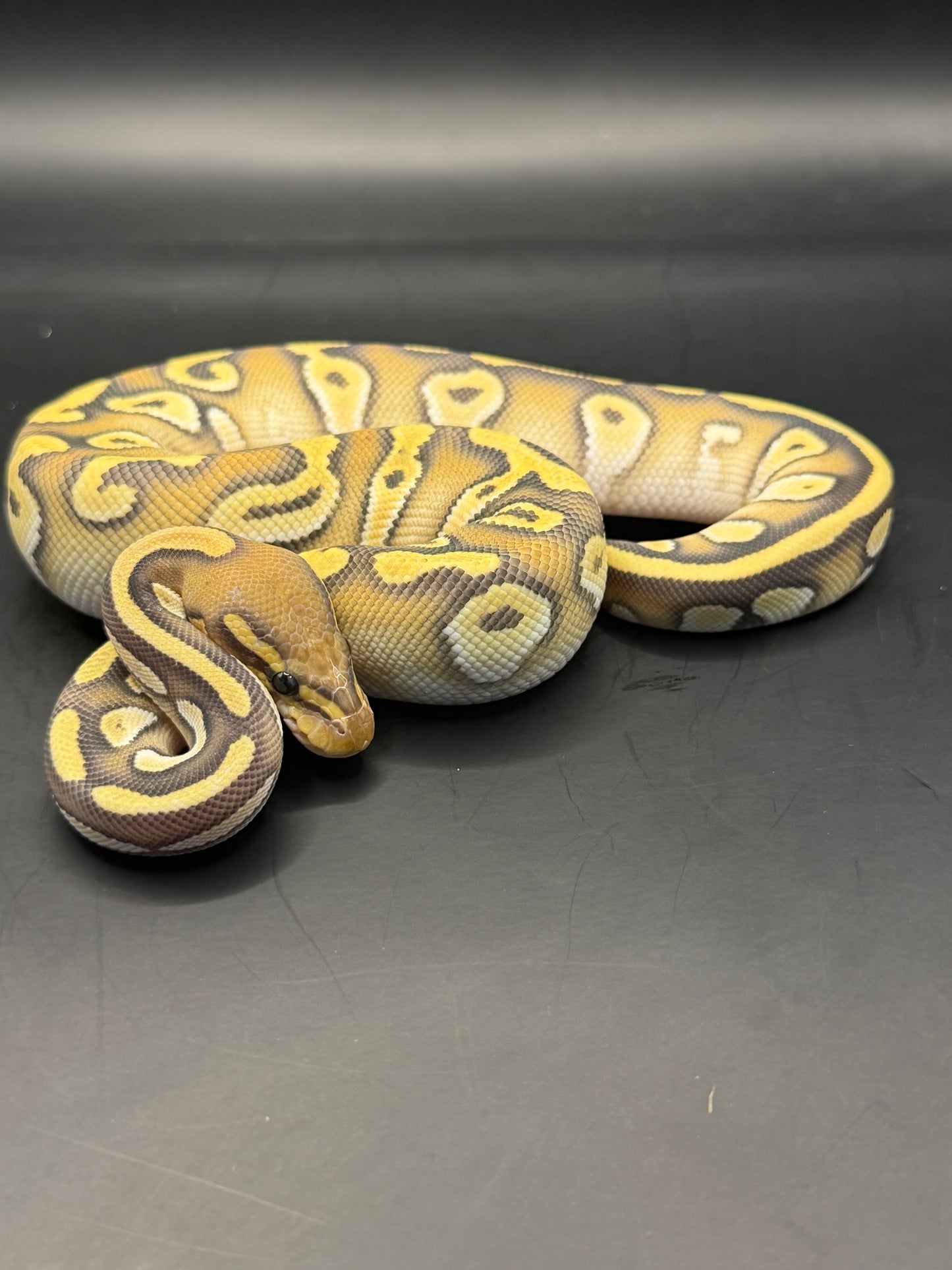 Mojave od yb hypo hembra