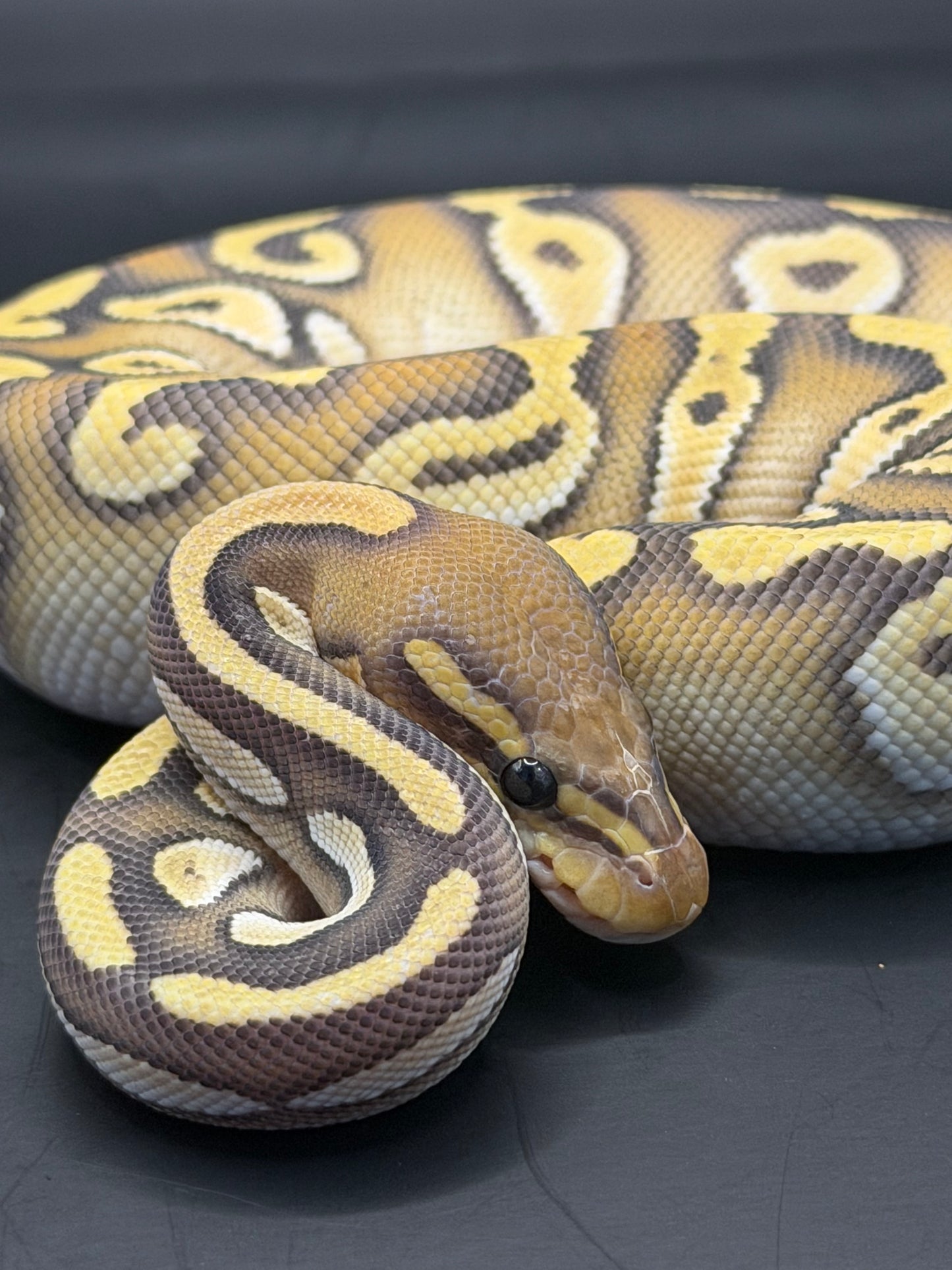Mojave od yb hypo hembra