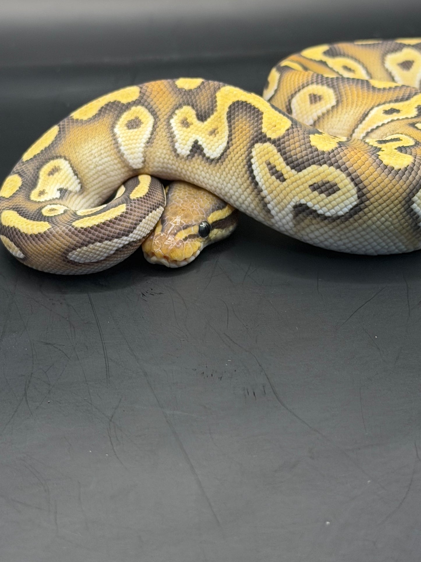 Mojave od yb hypo hembra