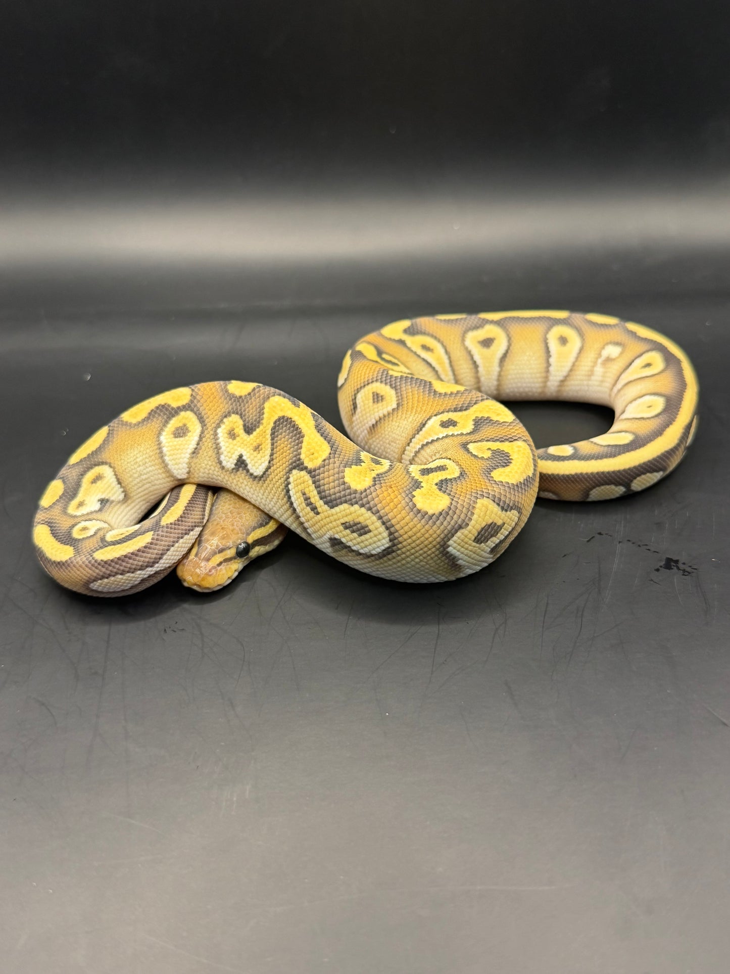 Mojave od yb hypo hembra