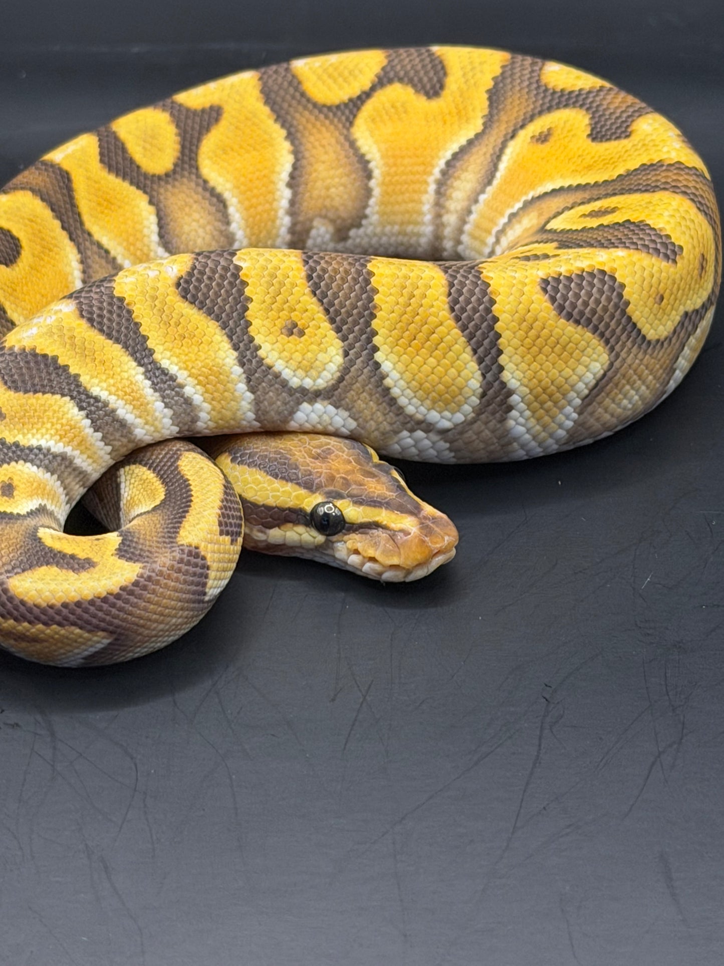 Hypo enchi od het pied macho